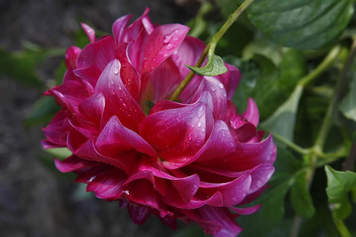 Flor rosa com gotas d'água, cercada por folhas verdes.