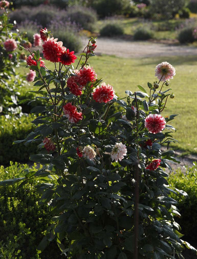 Ramos de rosas vermelhas, brancas e rosas em um jardim com gramado ao fundo.