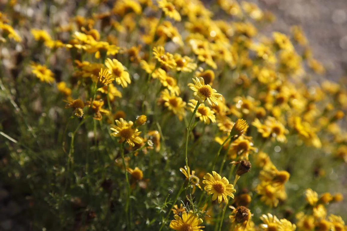 Muitos botões e flores amarelas em um campo ao sol.