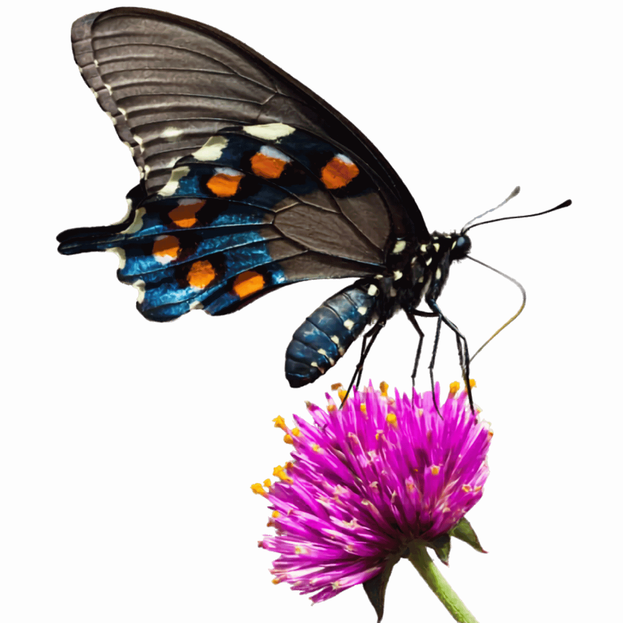 A butterfly with black, blue, white, and orange wings perched on a pink flower.