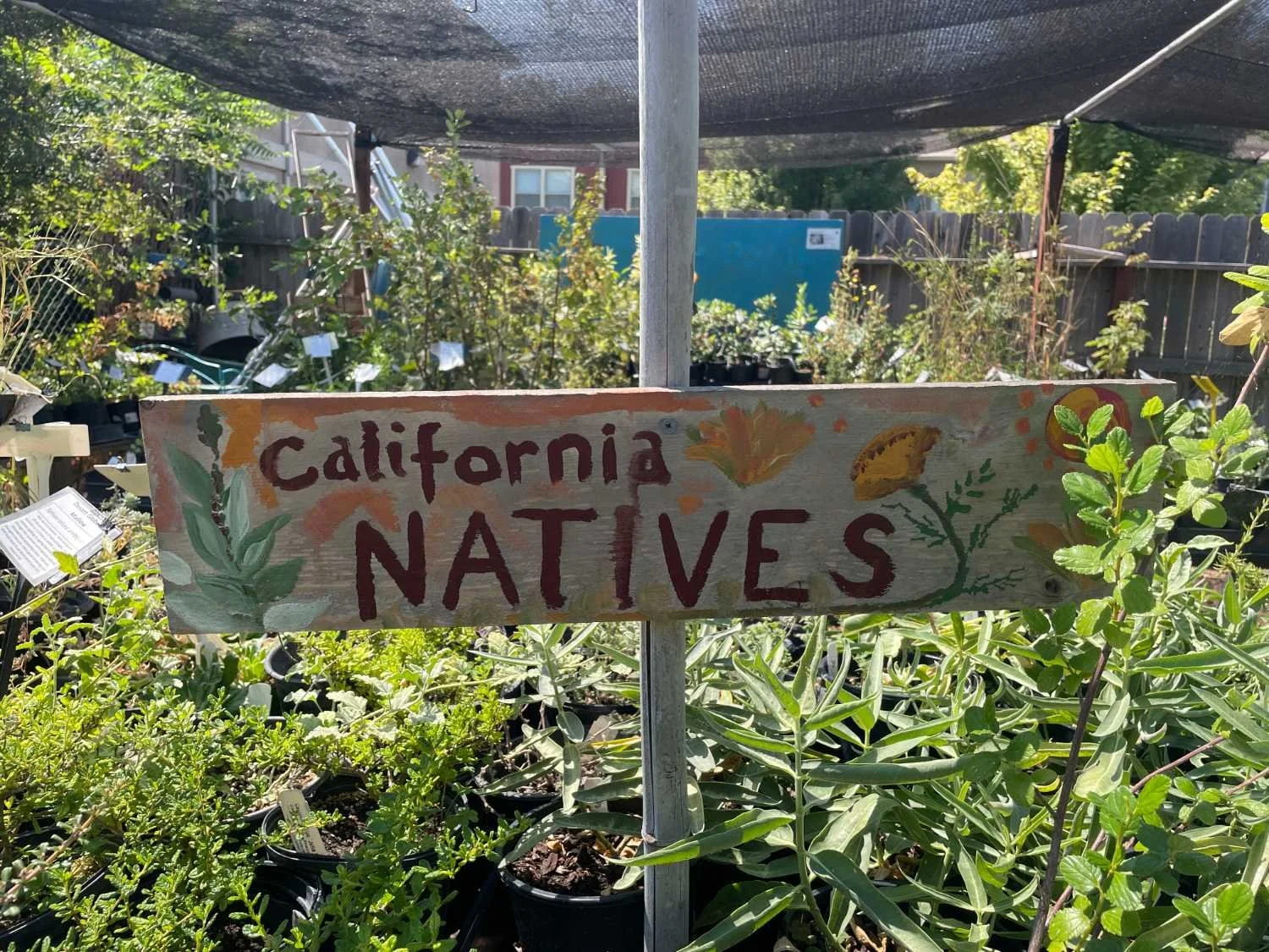 harvests-and-habitats-california-natives-garden.JPG