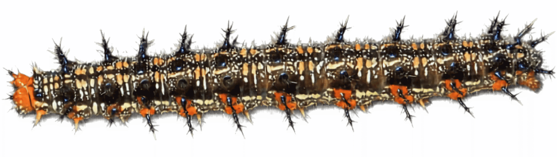 Common Buckeye Caterpillar - Junonia coenia
