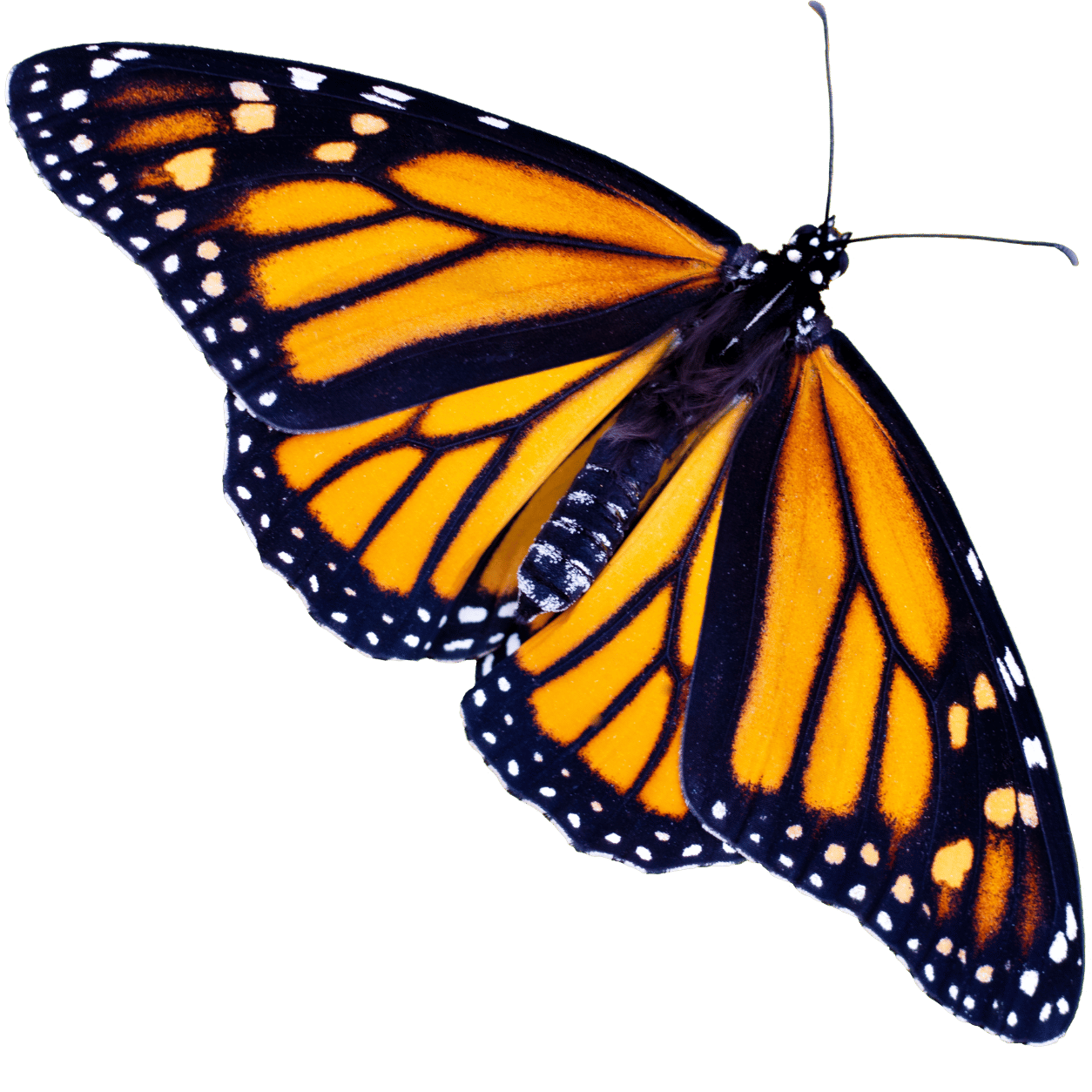 Close-up of a monarch butterfly with orange and black wings against a black background.