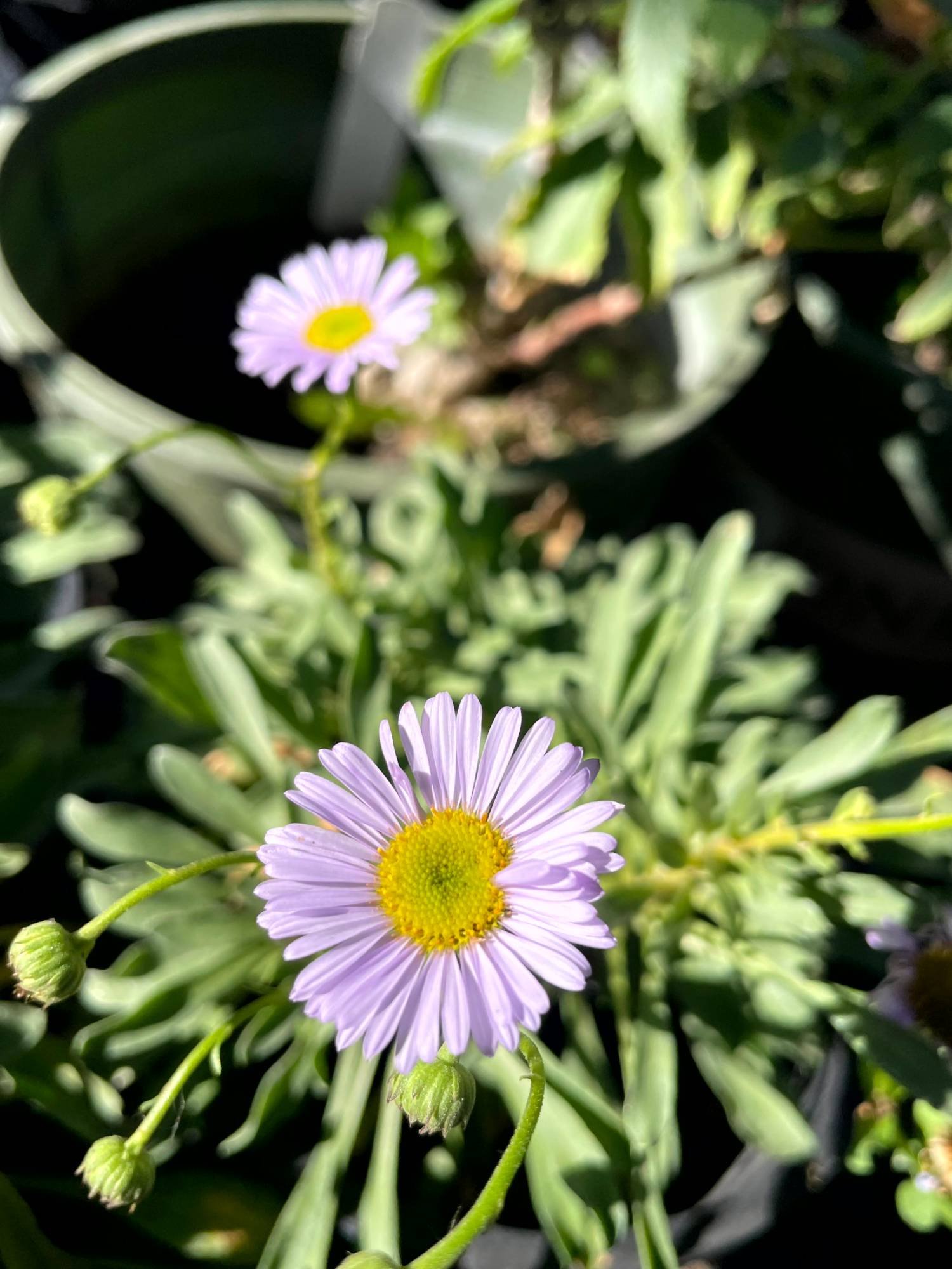 harvests-and-habitats-plant-flower-purple-bloom-pot.jpg