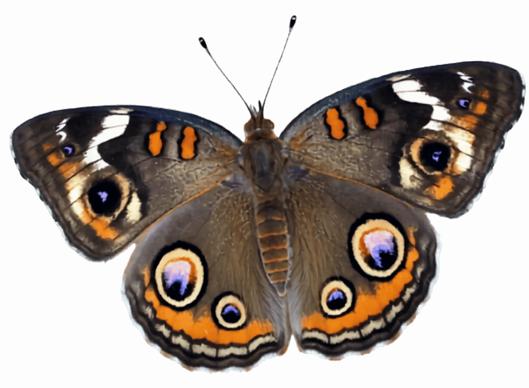 Common Buckeye Butterfly - Junonia coenia