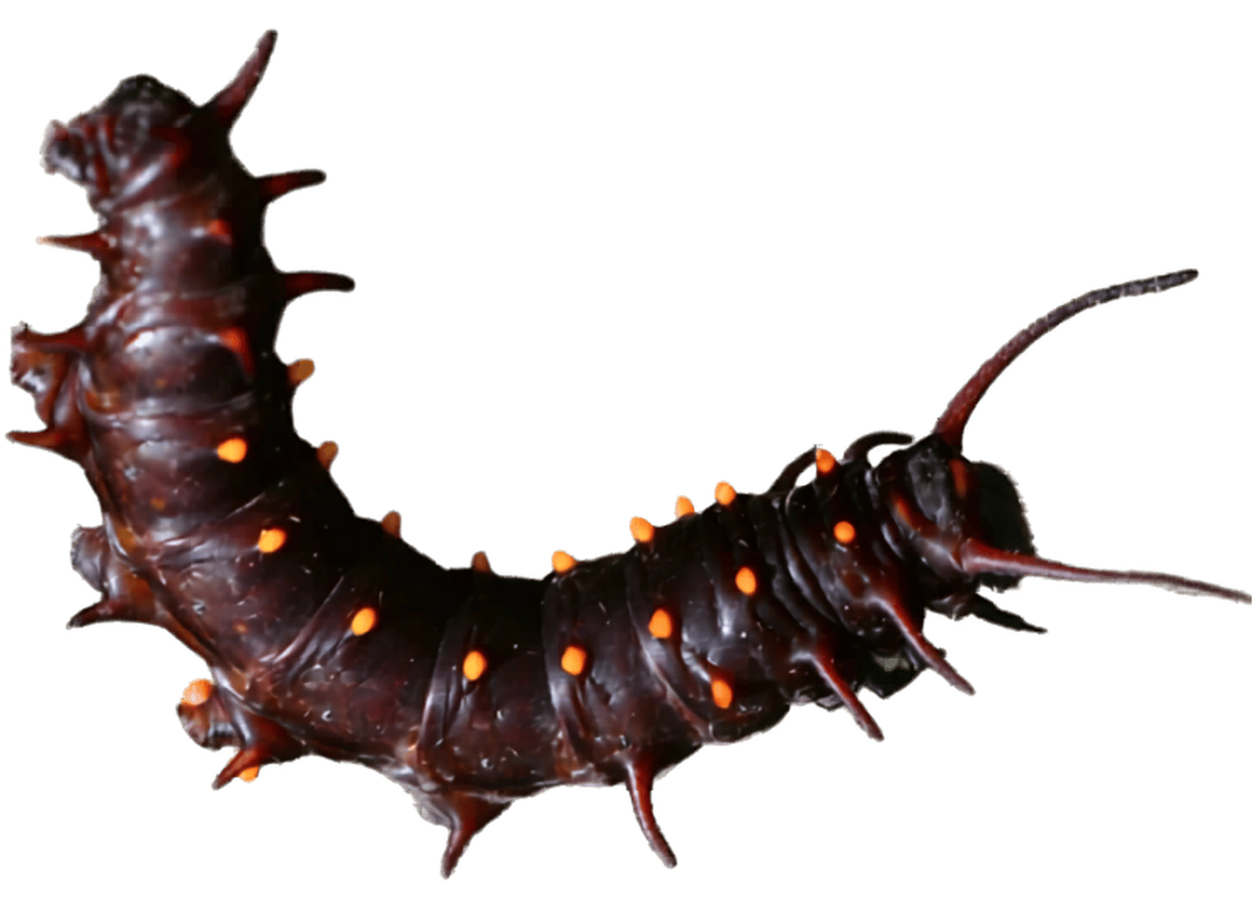Pipevine Swallowtail Caterpillar - Battus philenor