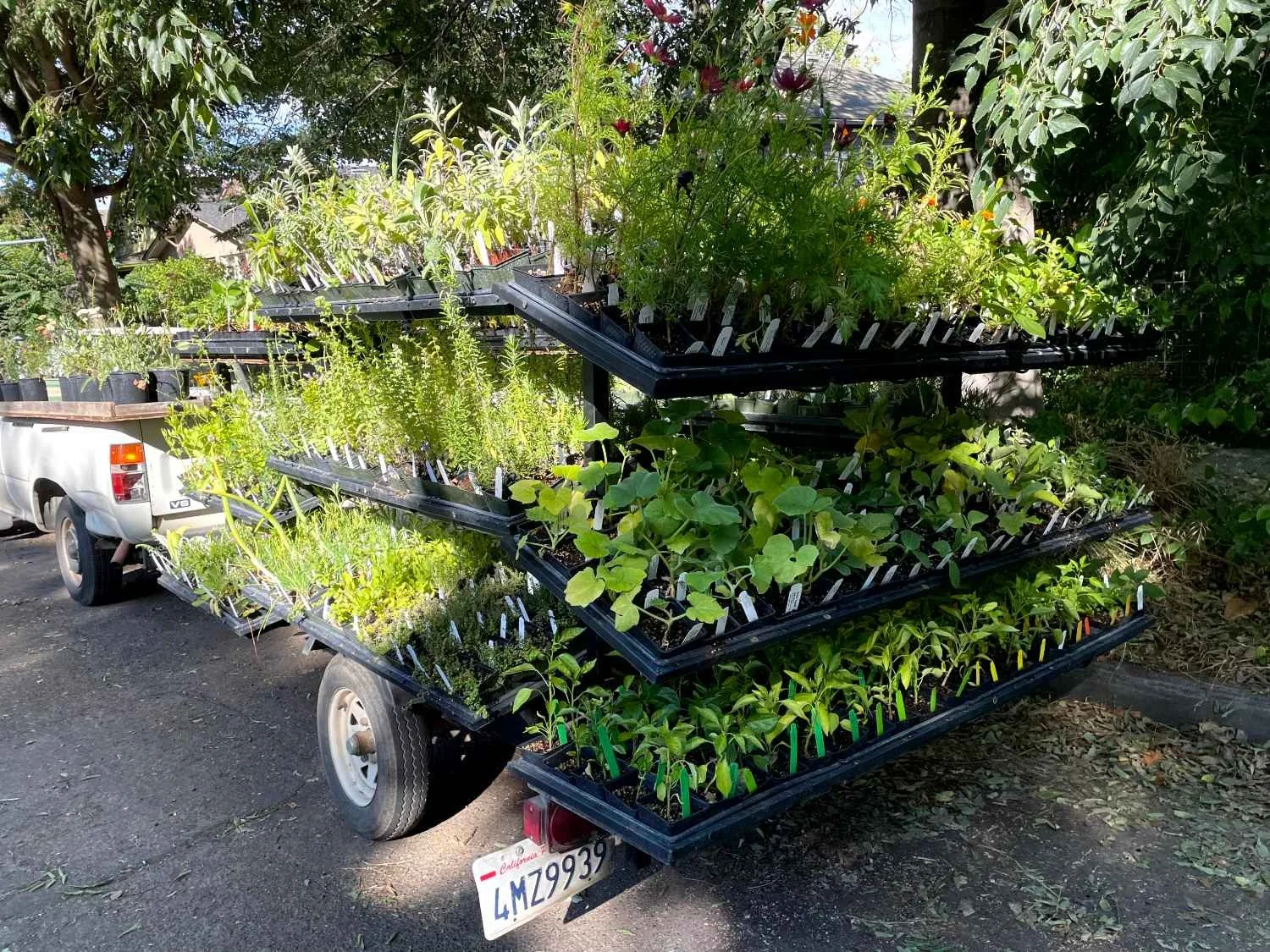 A trailer filled with trays of potted seedlings and small plants parked on a street.