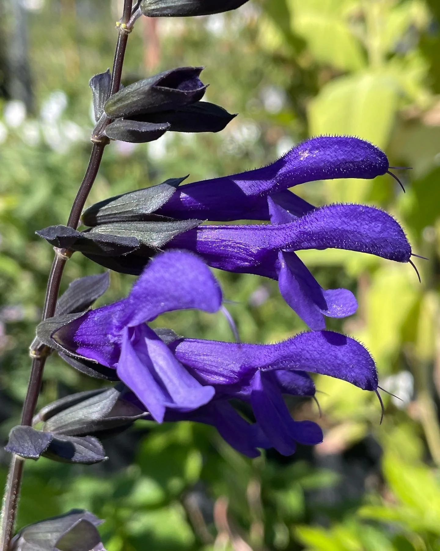 Close-up of purple flowers with fuzzy petals and green foliage in the background.