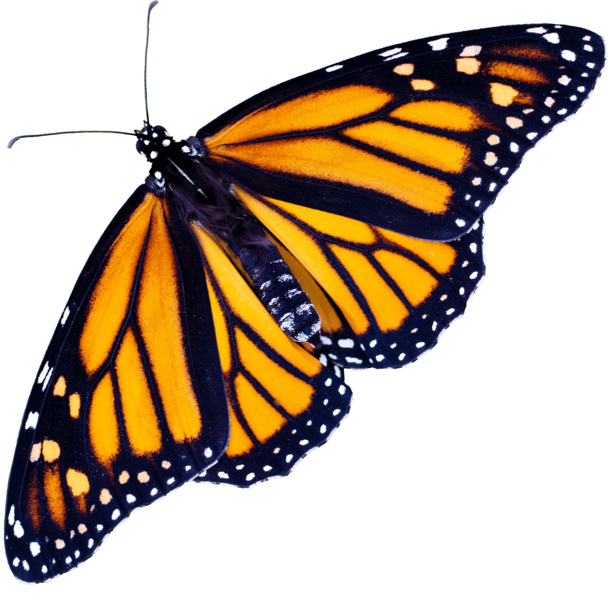 Close-up of a Monarch butterfly with orange and black patterned wings against a black background.