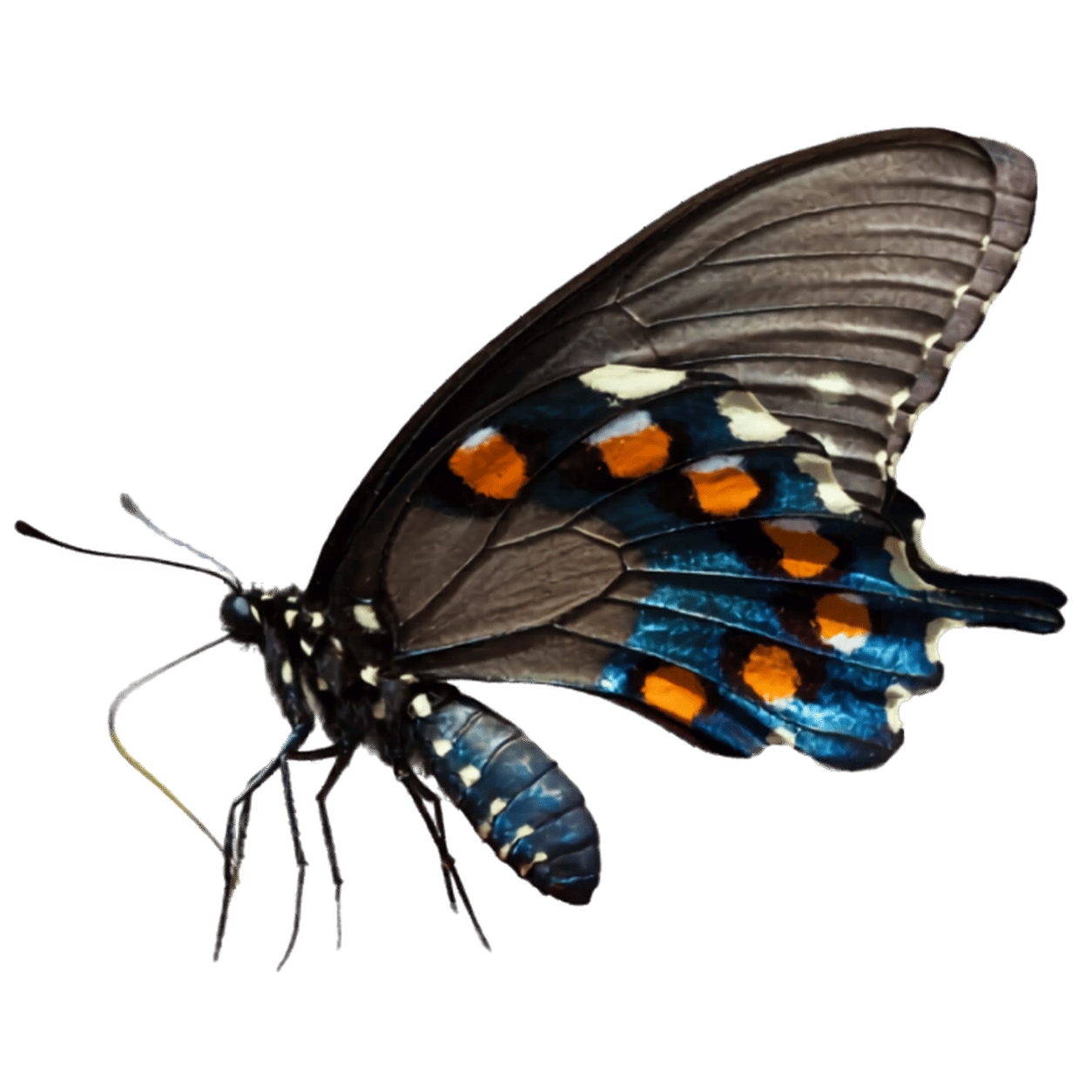 Pipevine Swallowtail Butterfly - Battus philenor