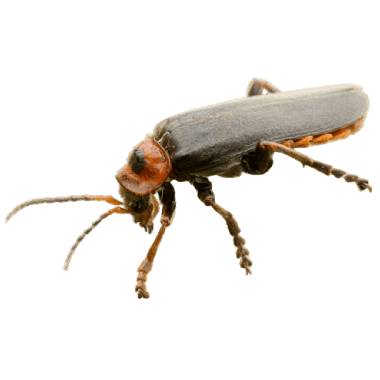 Soldier Beetle - Podabrus pruinosus