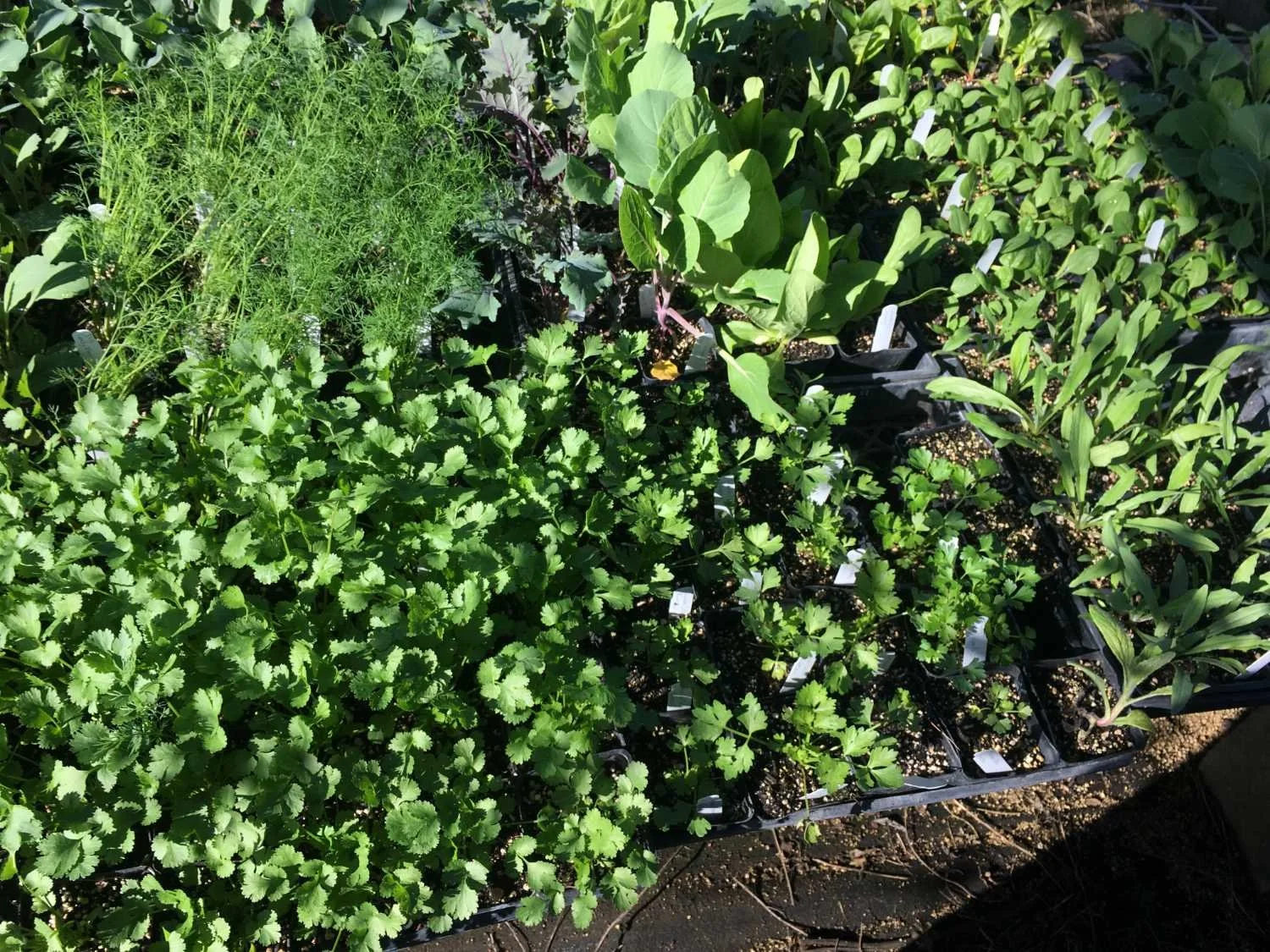 A variety of lush green herbs and plants growing in small black pots in a garden or nursery.