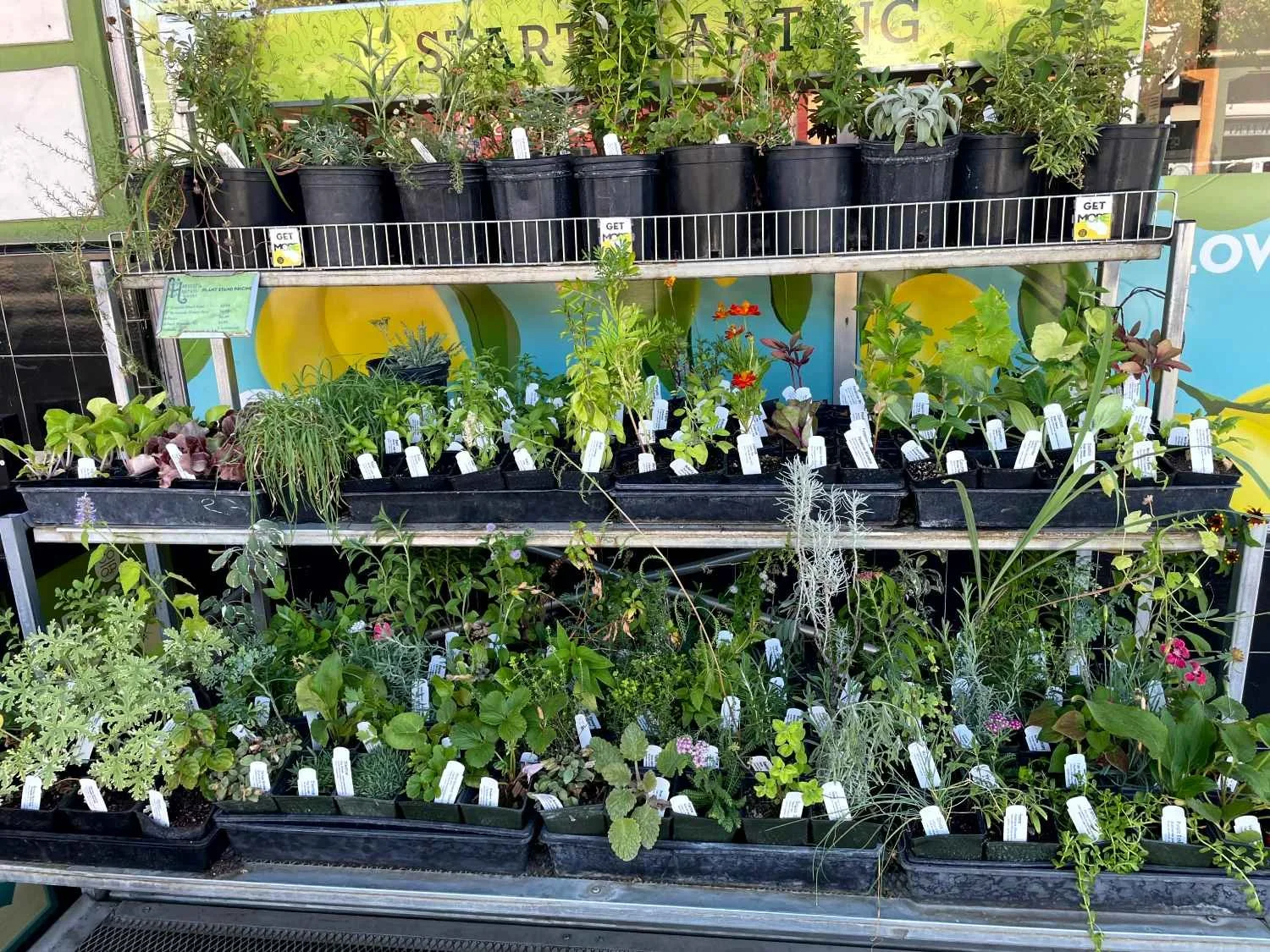 Store display of various potted plants on metal shelves, including herbs, flowers, and greenery, with informational labels in the pots.