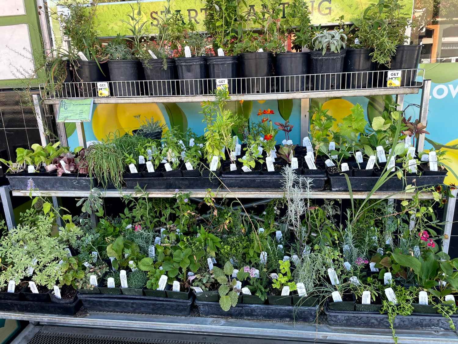Store display of various potted plants on metal shelves, including herbs, flowers, and greenery, with informational labels in the pots.