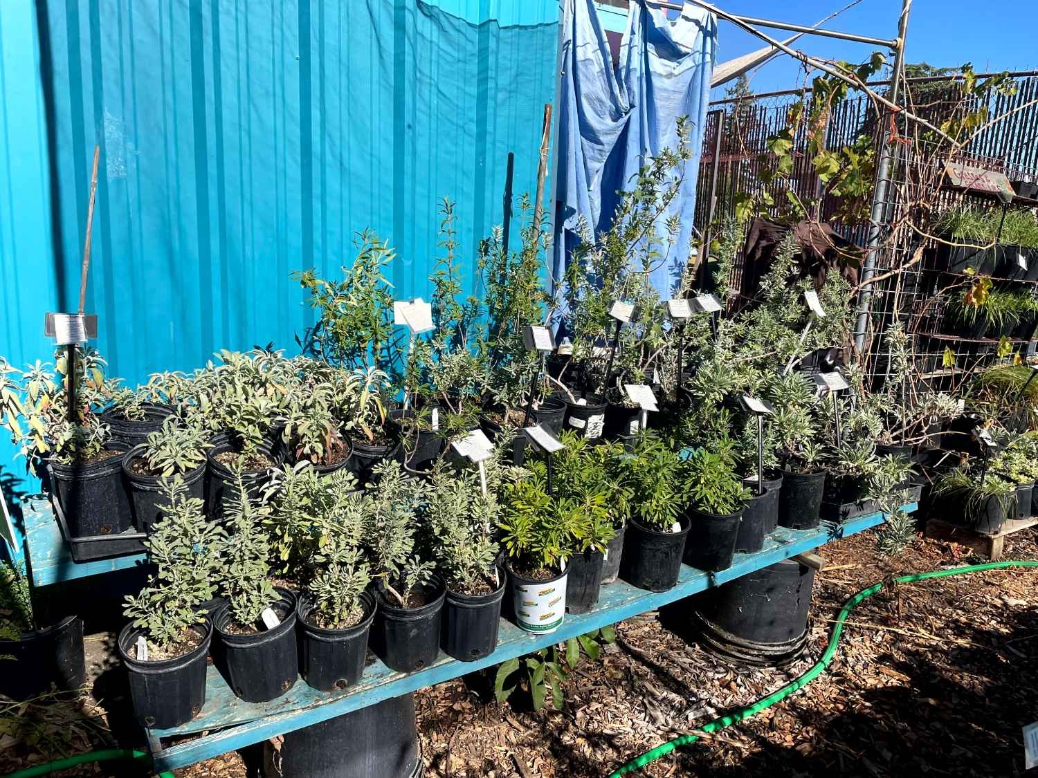 Rows of potted plants on a blue table outdoors, with a bright blue wall and a fence in the background. The plants are labeled with small signs and some have variegated foliage.