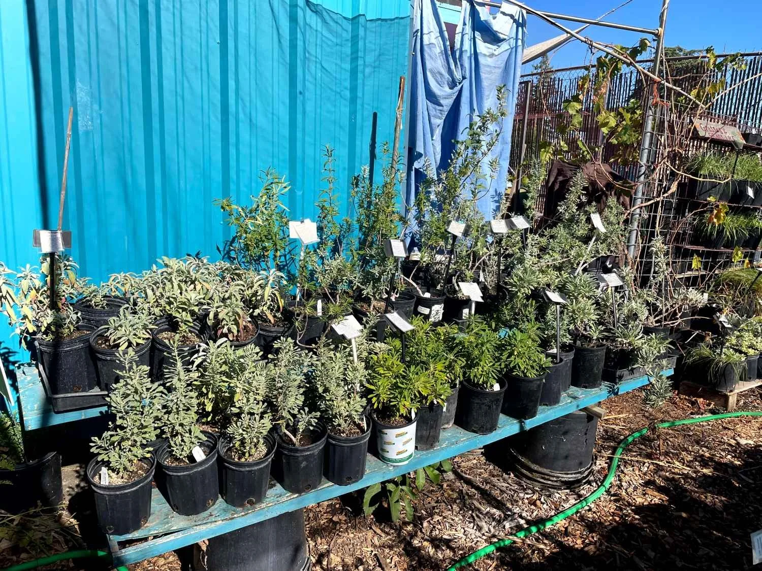 Rows of potted plants on a blue table outdoors, with a bright blue wall and a fence in the background. The plants are labeled with small signs and some have variegated foliage.