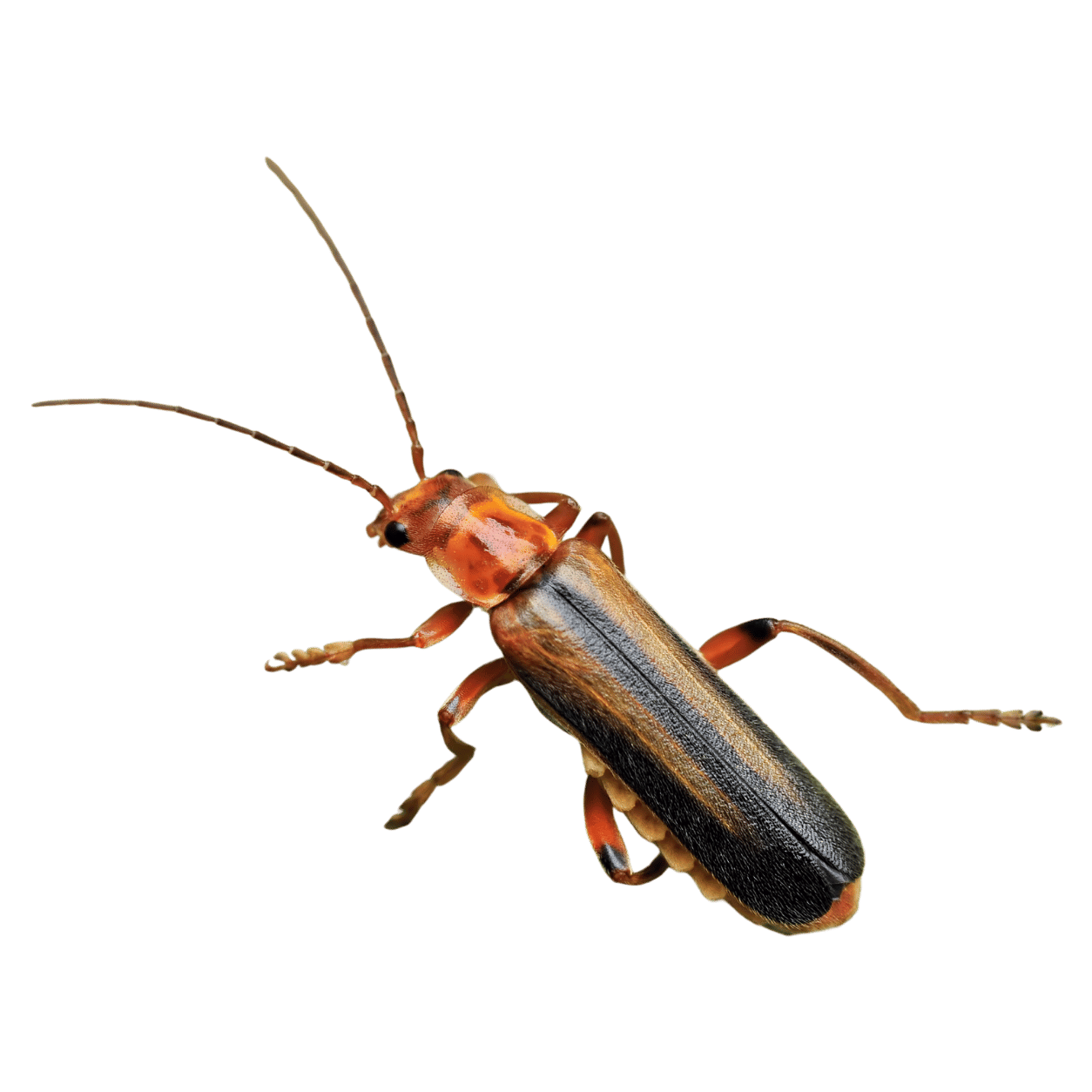 Close-up of a small insect with long antennae and orange and black markings on a black background.