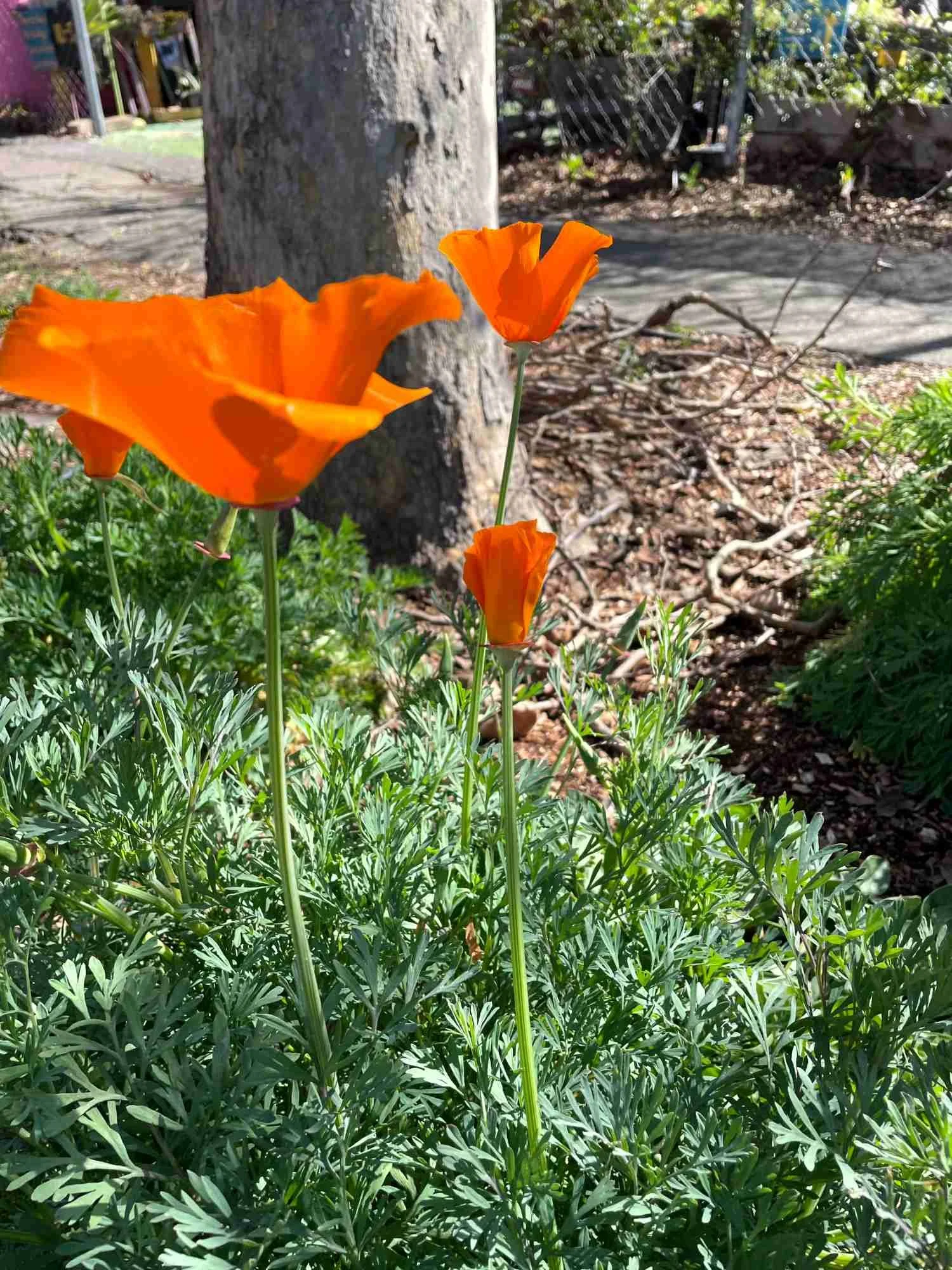 harvests-and-habitats-poppies-orange-flowers-garden.jpg