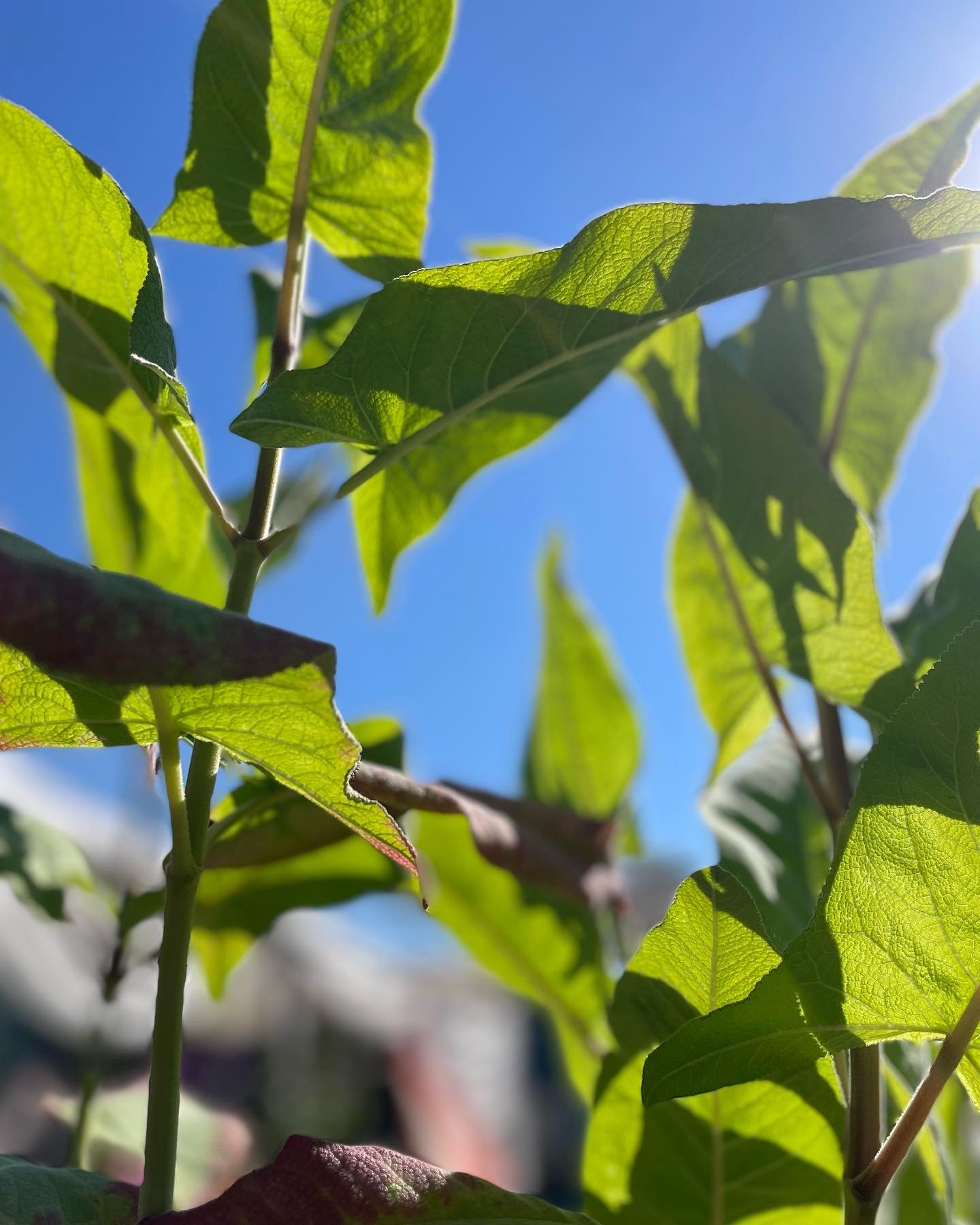 Close-up of green leaves on a tree with sunlight shining through against a blue sky.