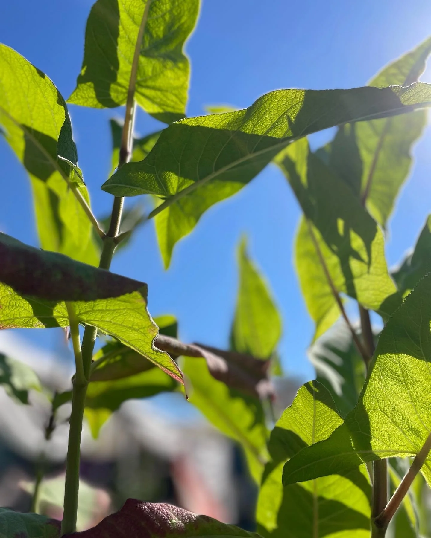 Close-up of green leaves on a tree with sunlight shining through against a blue sky.