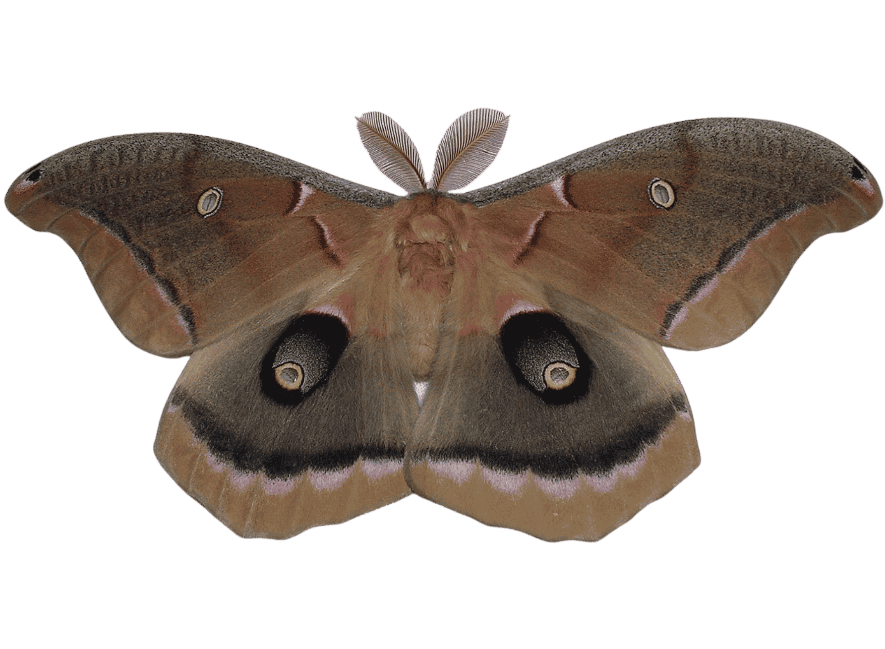 Polyphemus moth - Antheraea polyphemus