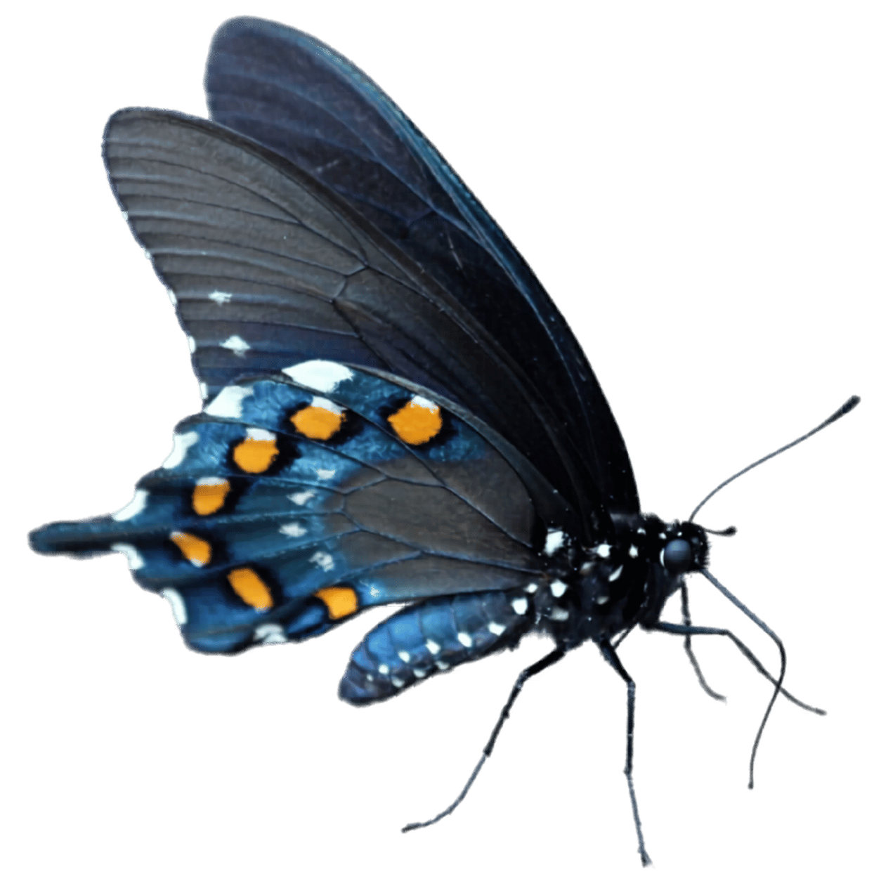 Pipevine Swallowtail Butterfly - Battus philenor