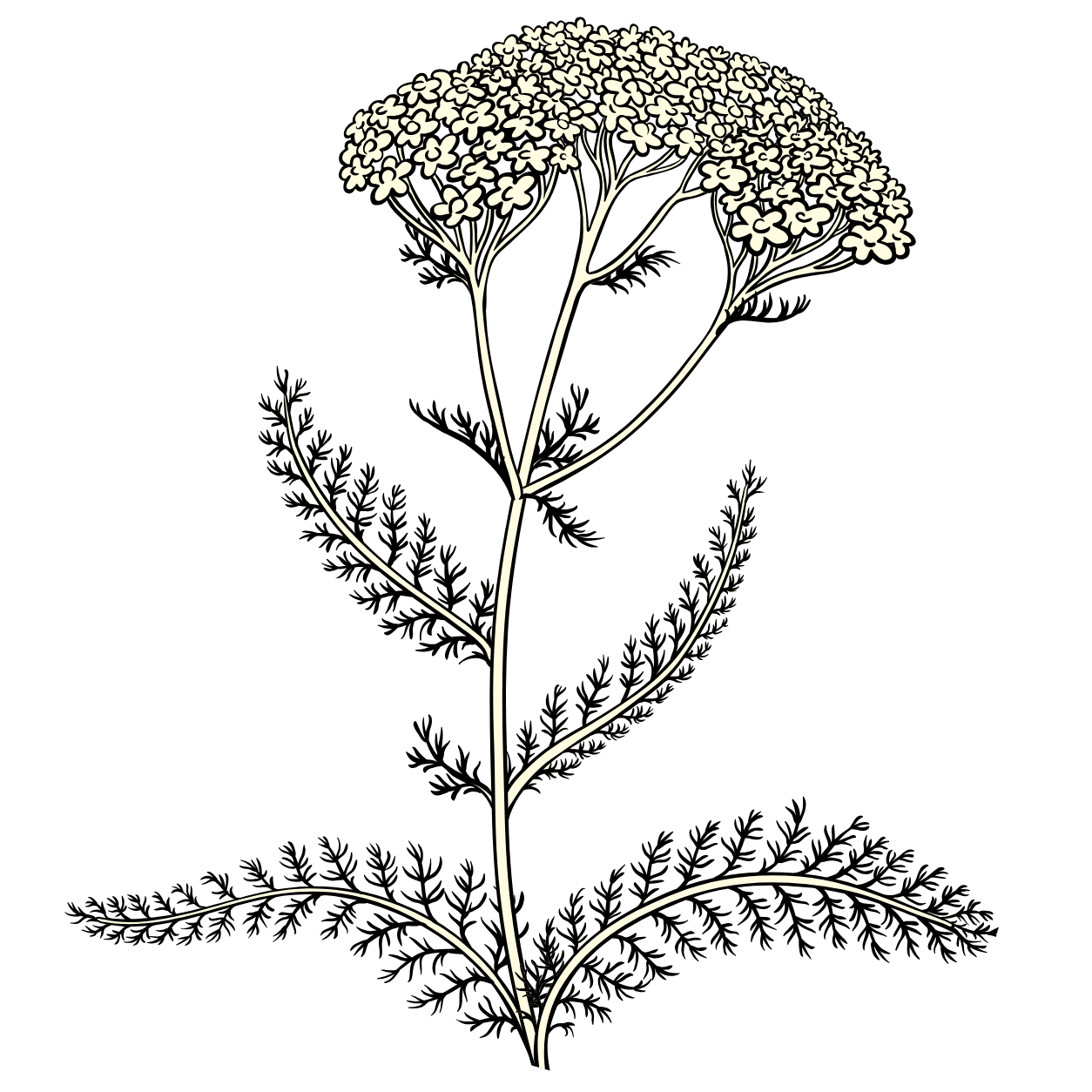 Illustration of a plant with white flowers on top and divided fern-like leaves along the stem, set against a green background.