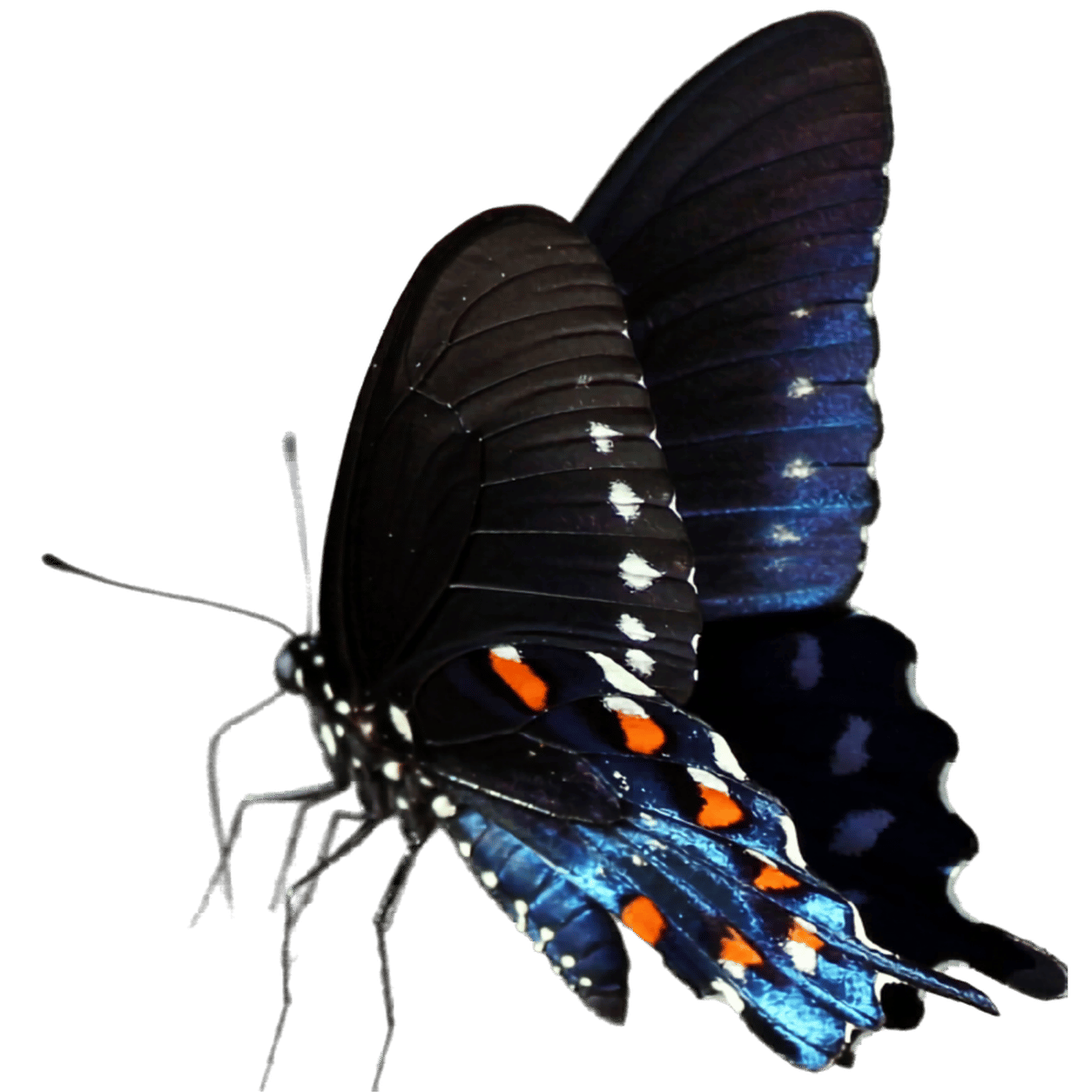 A black butterfly with orange and white spots on its wings, set against a black background.