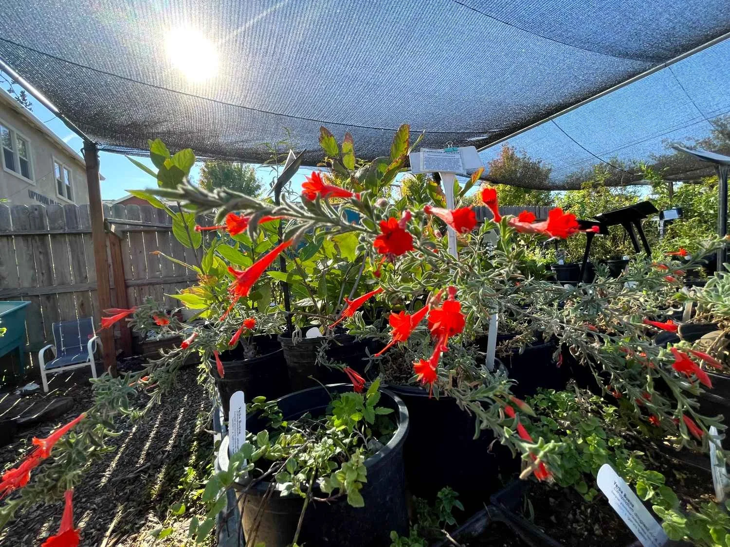 Various potted plants with red flowers on a garden shelf under shade cloth