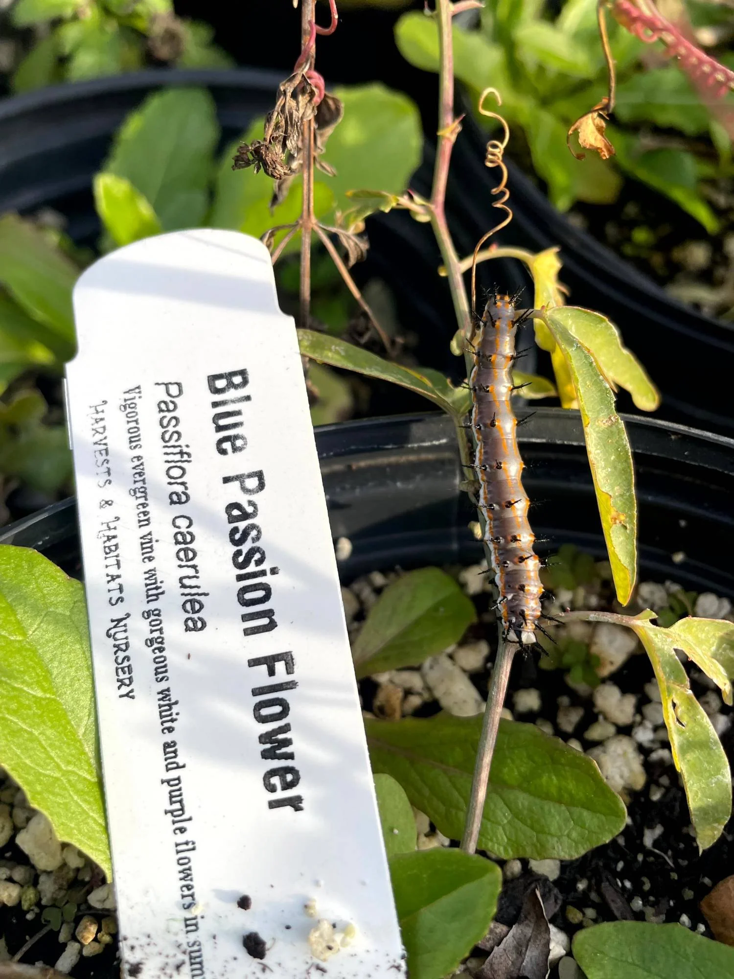 A caterpillar on a green leaf with a plant tag partially visible, showing the text 'Bupresto...' and some soil at the bottom.