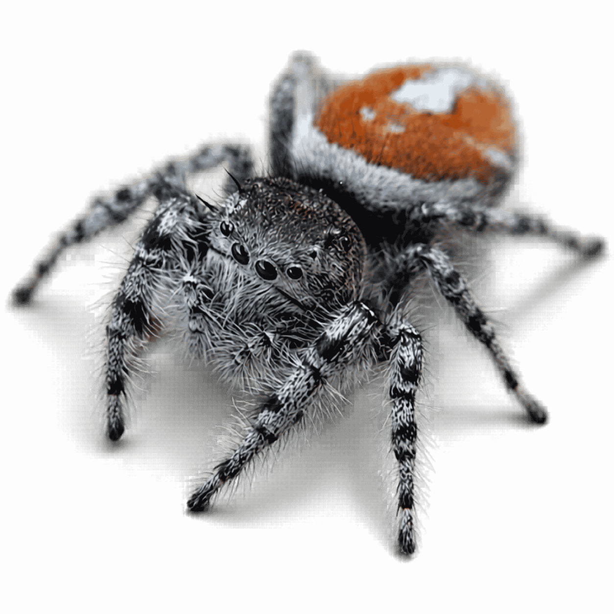 California Red Jumping Spider - Phidippus adumbratus
