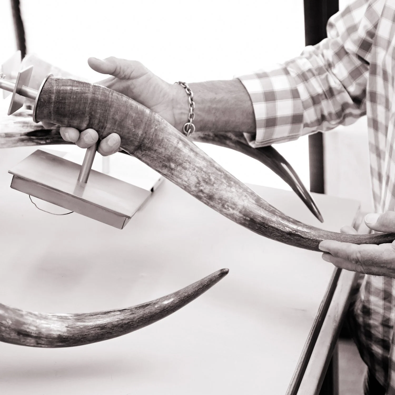 A person holding a large narwhal tusk with a metal support underneath, sitting at a table with a white background.