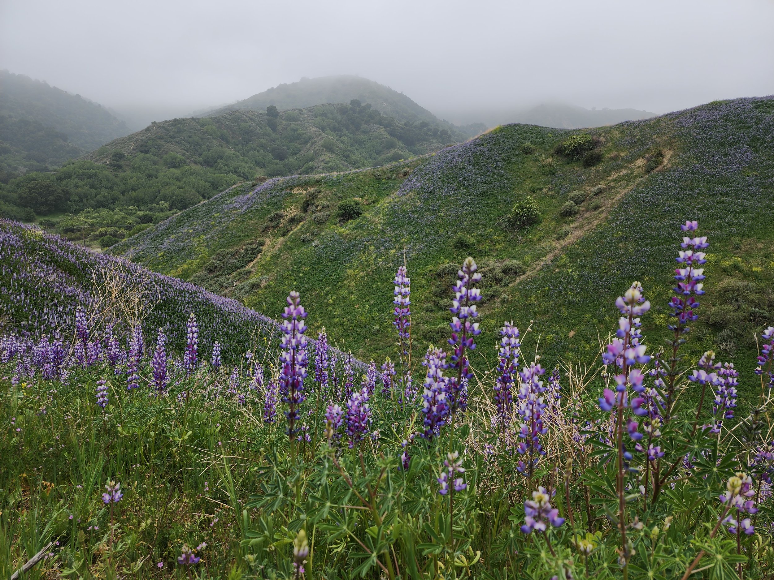 website owner's view from a local hiking trail in Towsley Canyon, featuring wildflowers