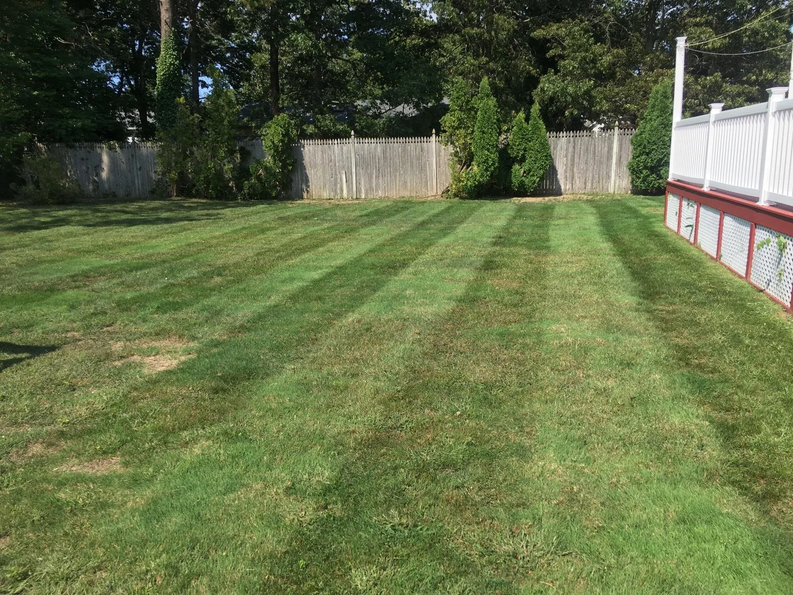 A backyard lawn with freshly mowed grass showing distinct mower stripes, enclosed by a wooden fence with some green bushes and trees in the background. On the right, there is a white railing on a red foundation of a deck or porch.
