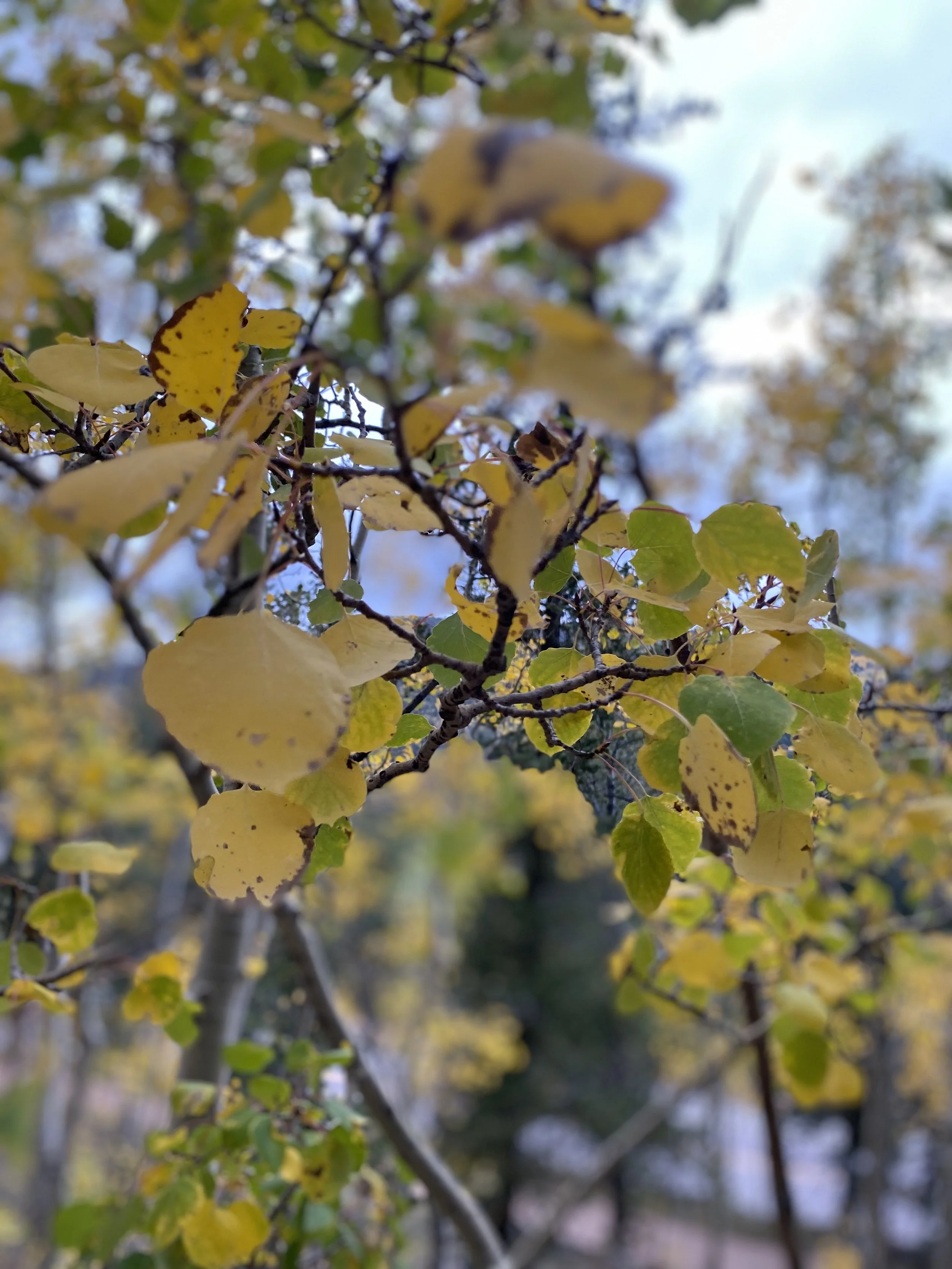 what happens during a forest bathing retreat?
