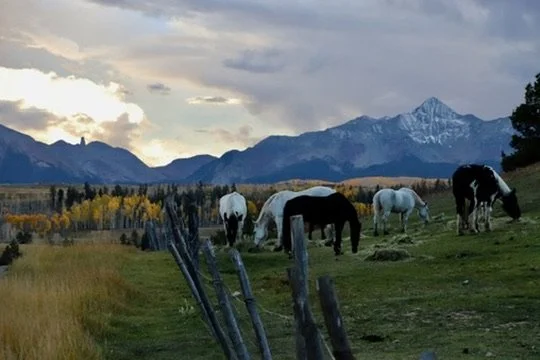 Horses grazing in a field with mountains and a cloudy sky in the background.