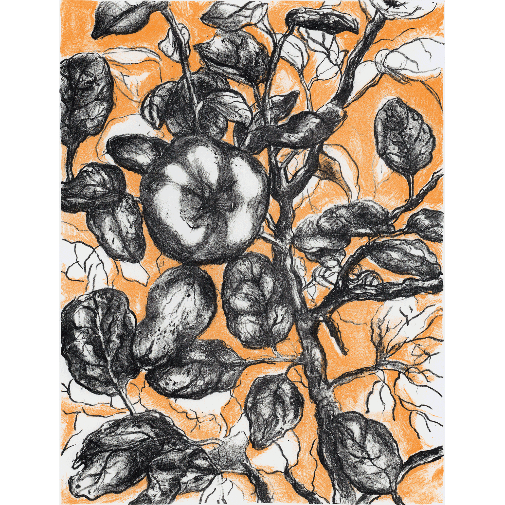 quince-correct-colourtransparent.gif