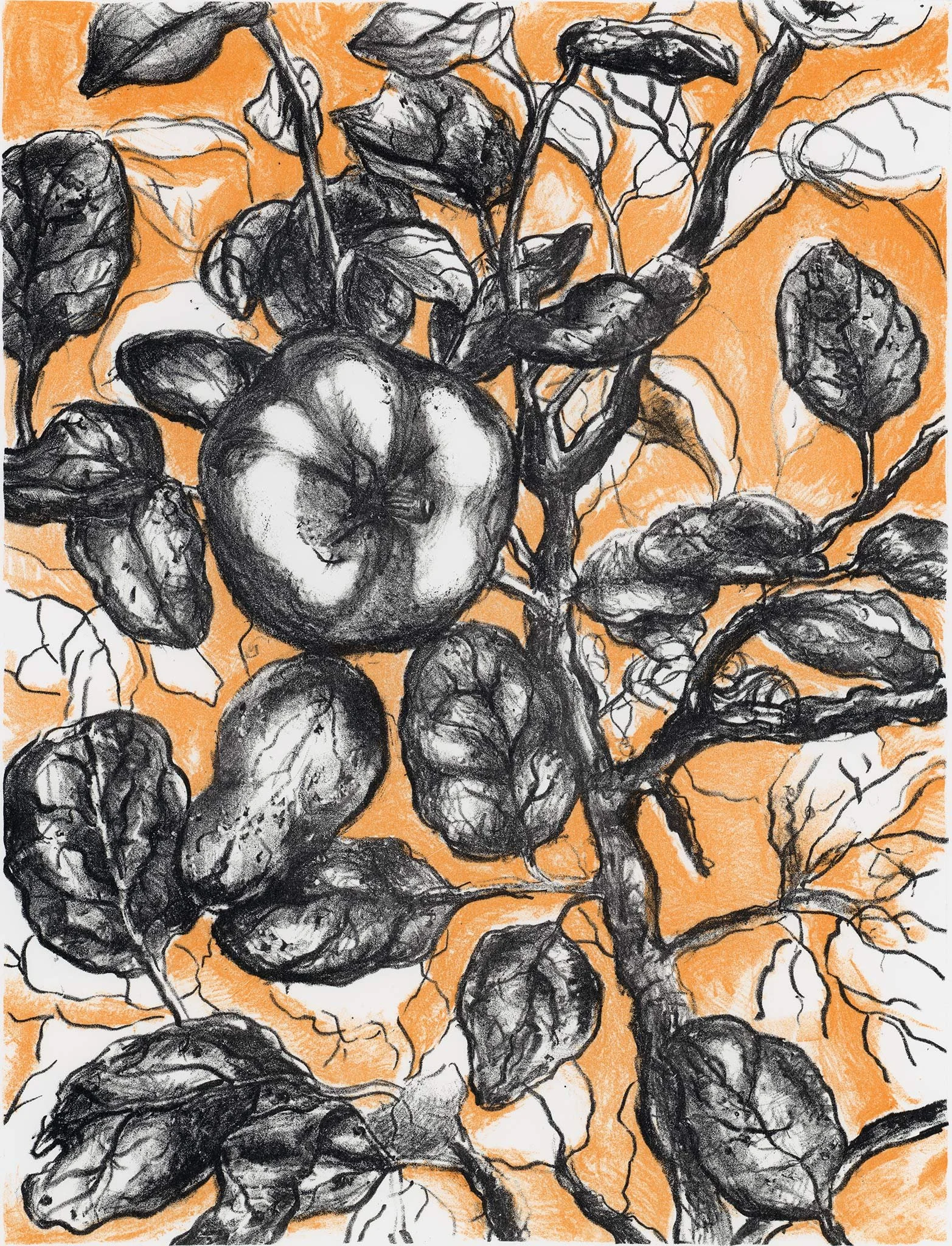 Quince Tree