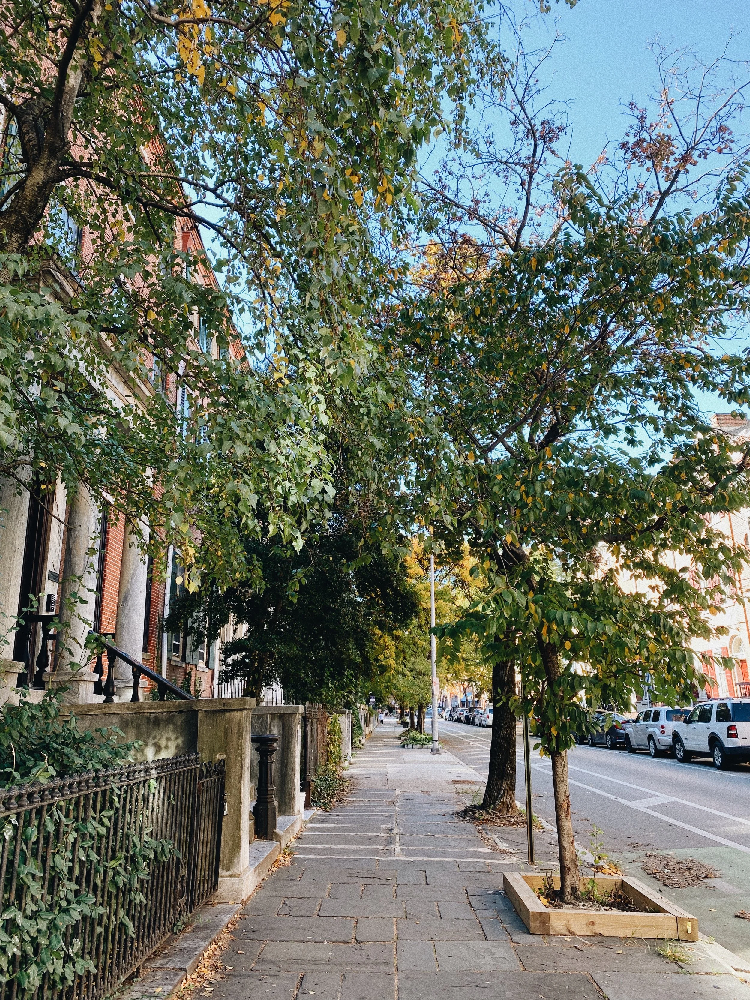 The image shows a city street with a sidewalk lined by trees in a wooden planter box. Behind the trees, there are residential buildings with brick facades, and parked cars line the street. The sky is clear and blue.