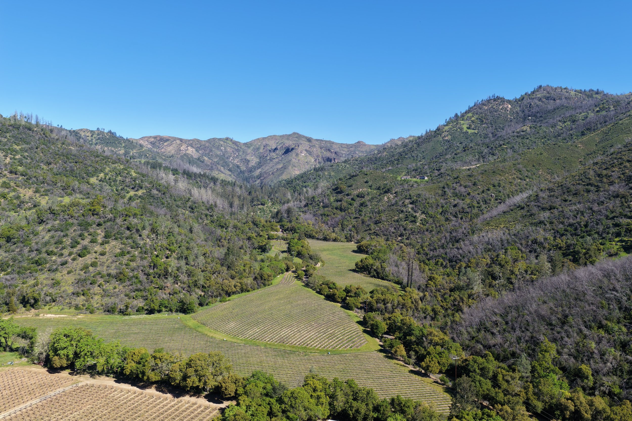 A scenic view of green rolling hills and mountains with a clear blue sky, including trees and vineyards in the foreground.