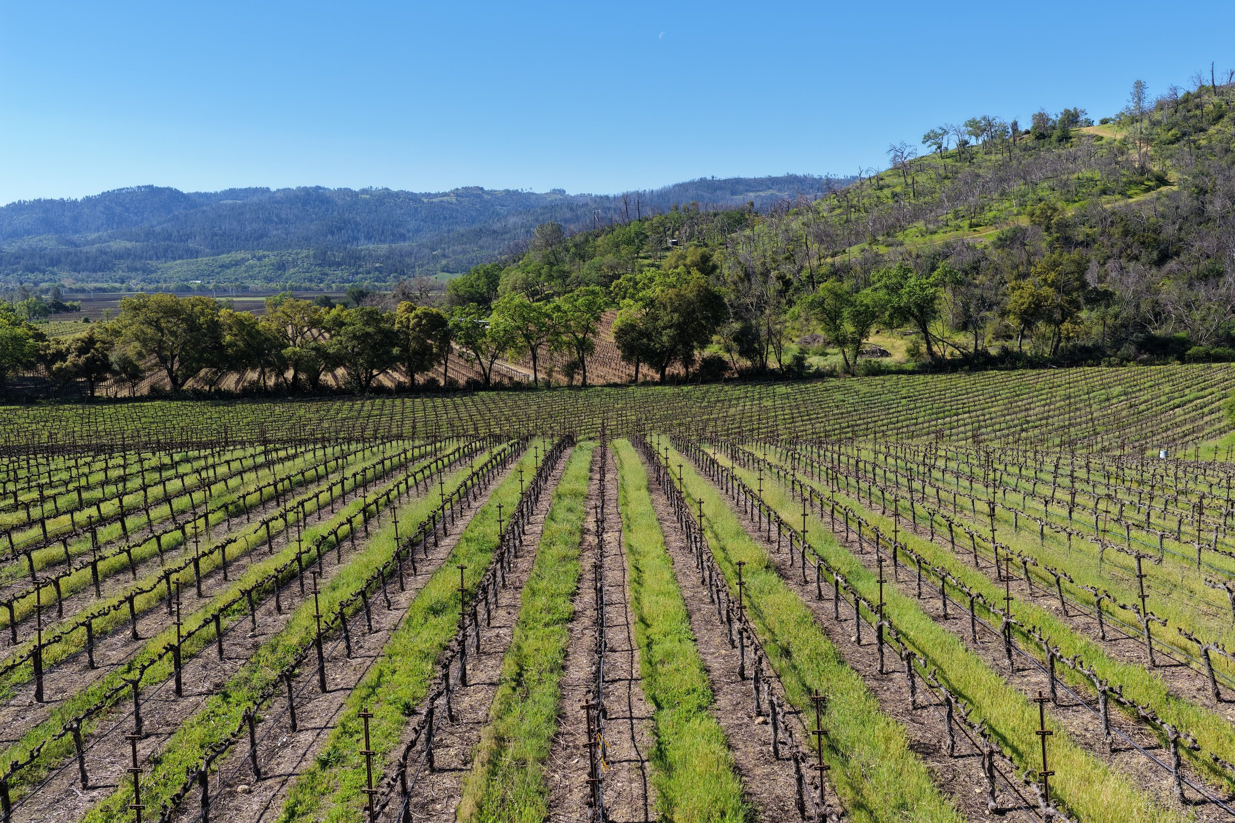 Vineyard with rows of grapevines in the foreground, green trees and hills in the background under a clear blue sky.