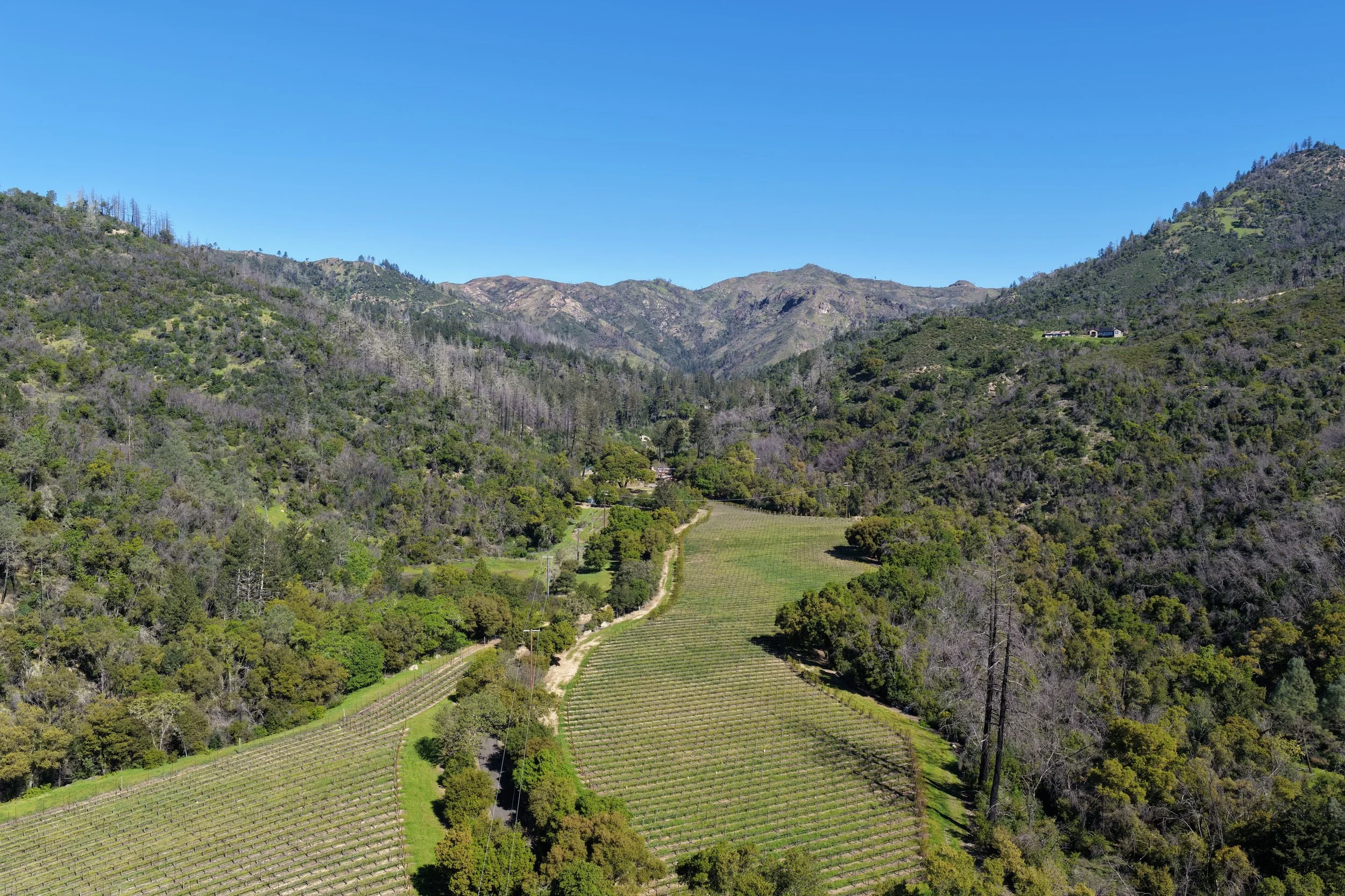 A scenic view of rolling green hills and mountains with a vineyard in the foreground, under a clear blue sky.