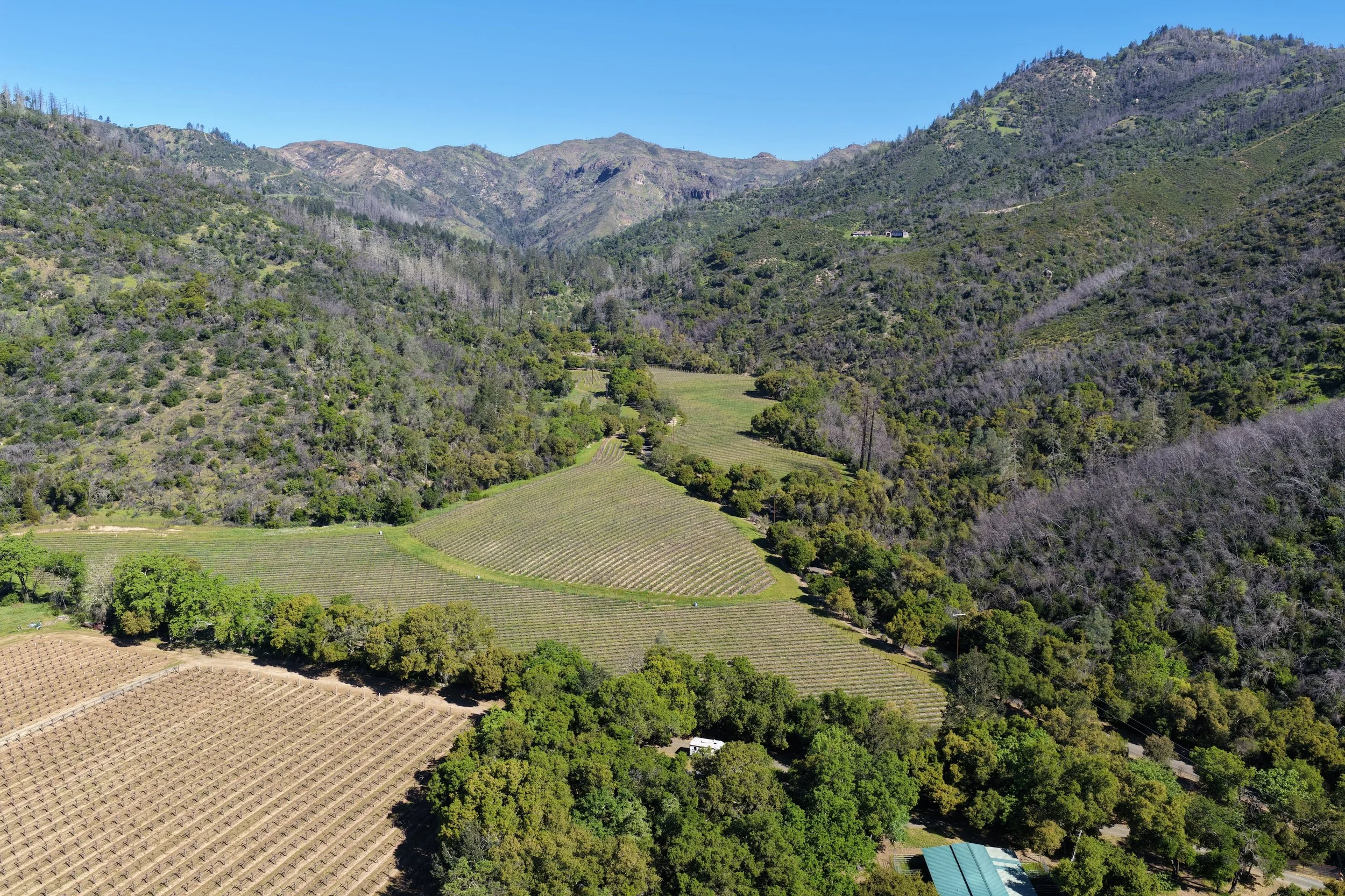 A scenic landscape of green hills with vineyards in the foreground and wooded mountains in the background under a clear blue sky.
