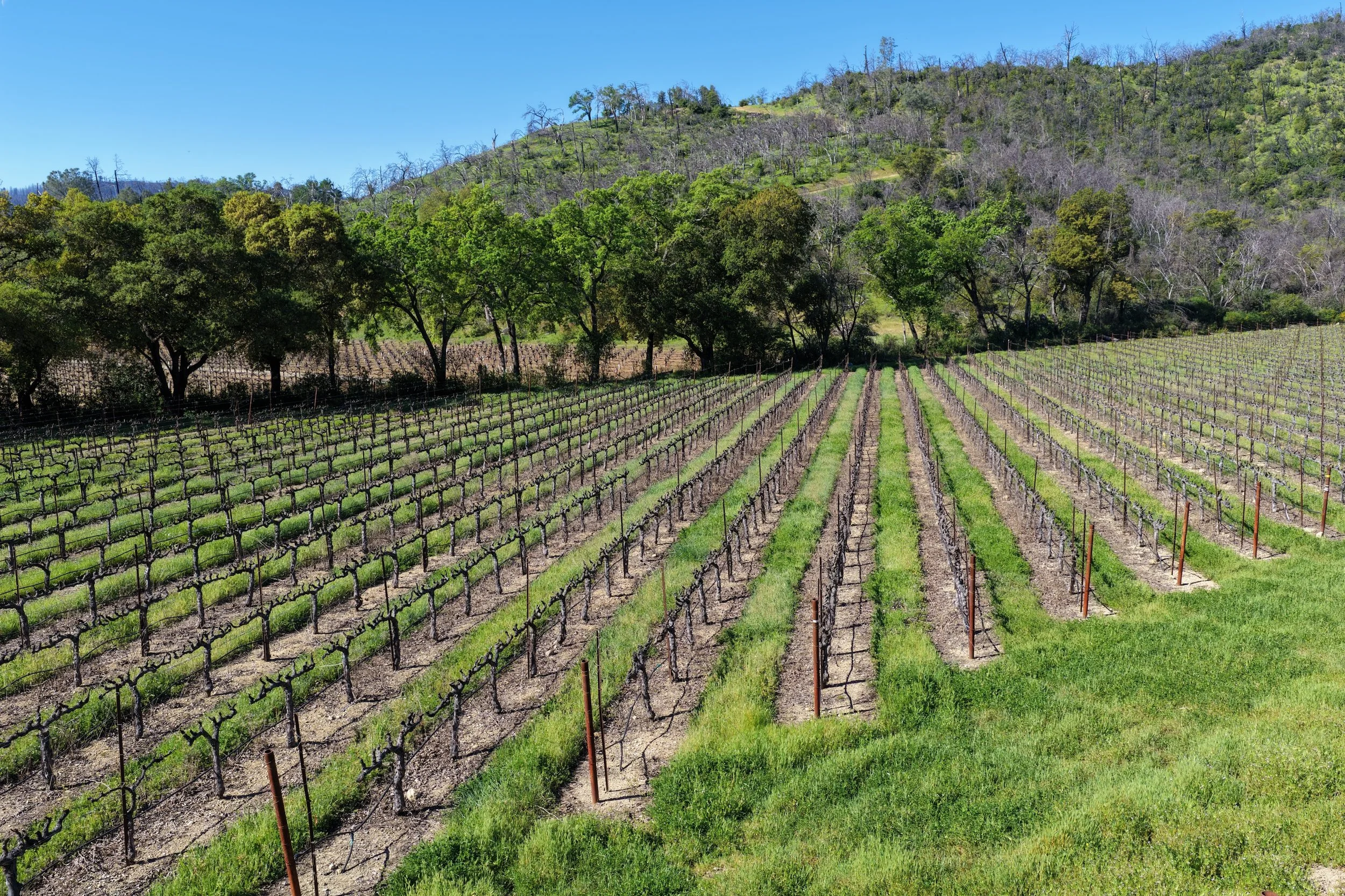 Vineyard with rows of grapevines on a gentle slope, surrounded by a few trees and hills in the background under a clear blue sky.