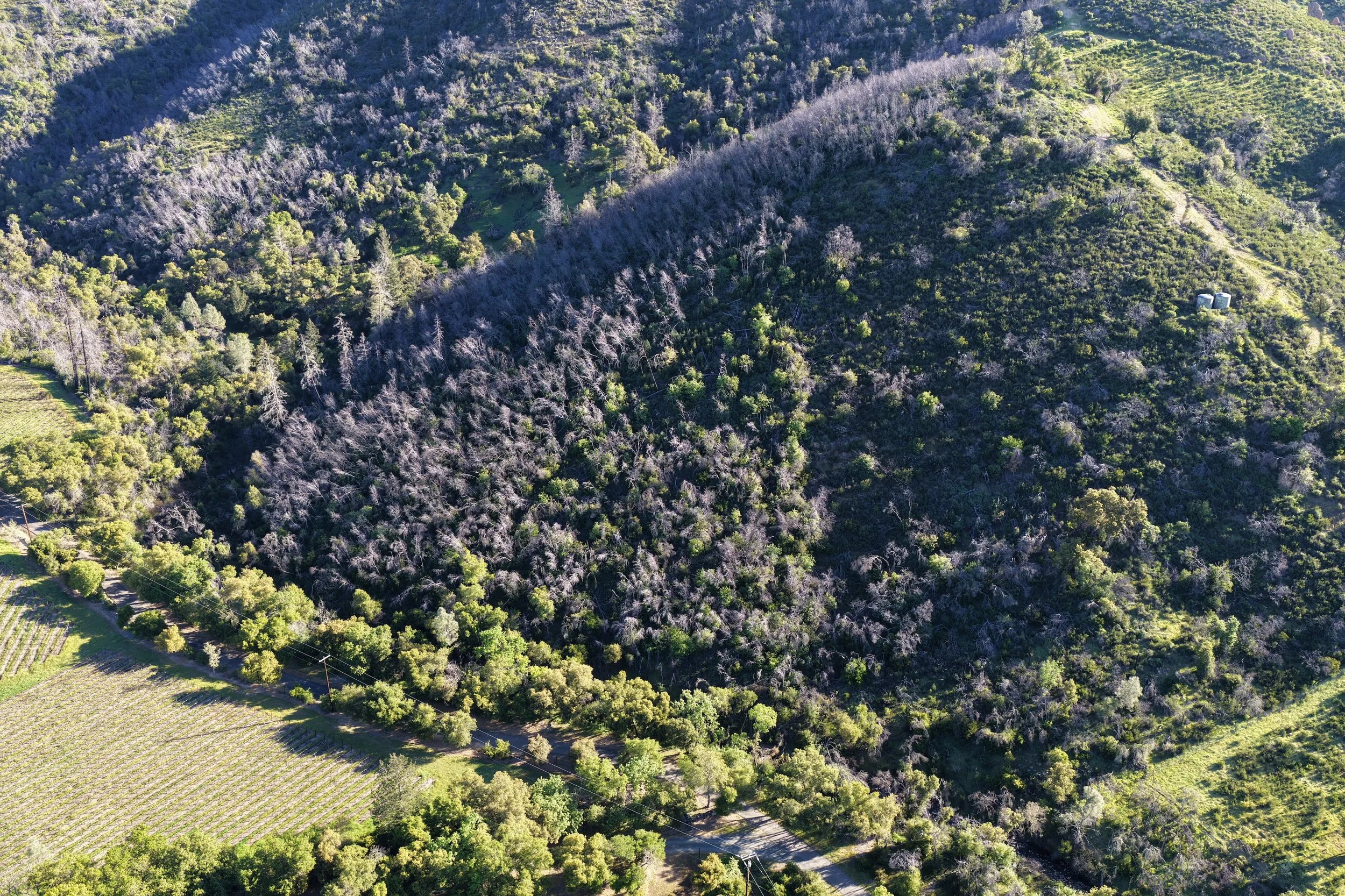 Aerial view of a hillside covered with trees, some of which are leafless, and a road running through the bottom of the image with fields adjacent.
