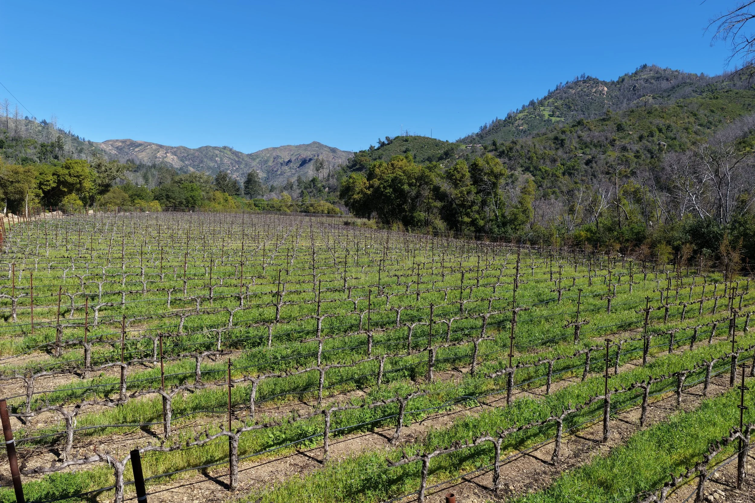 Vineyard with rows of grapevines in front of green hilly mountains under a clear blue sky.