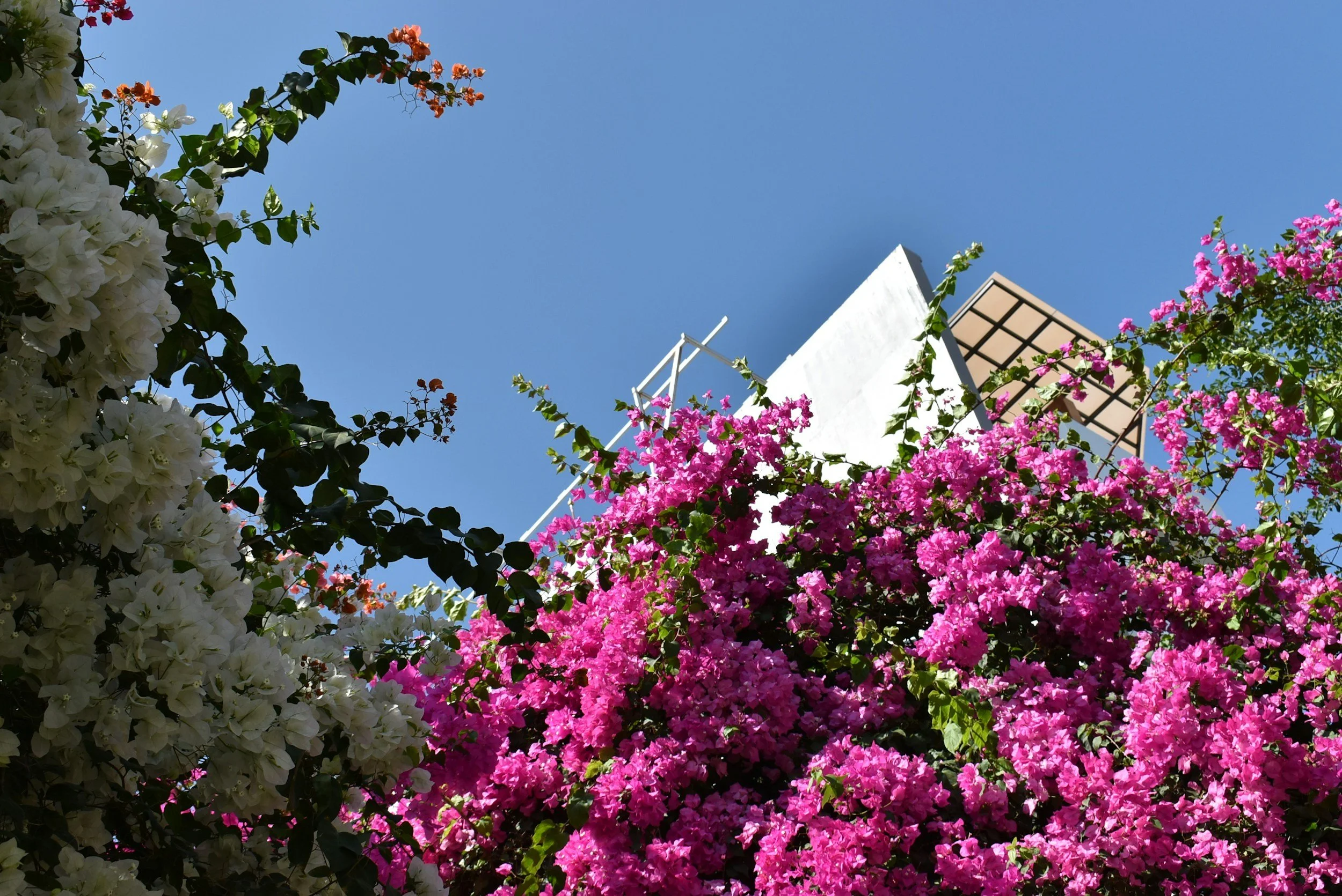 Bright pink and white bougainvillea flowers in full bloom against a clear blue sky, with parts of a building and a chimney visible in the background.