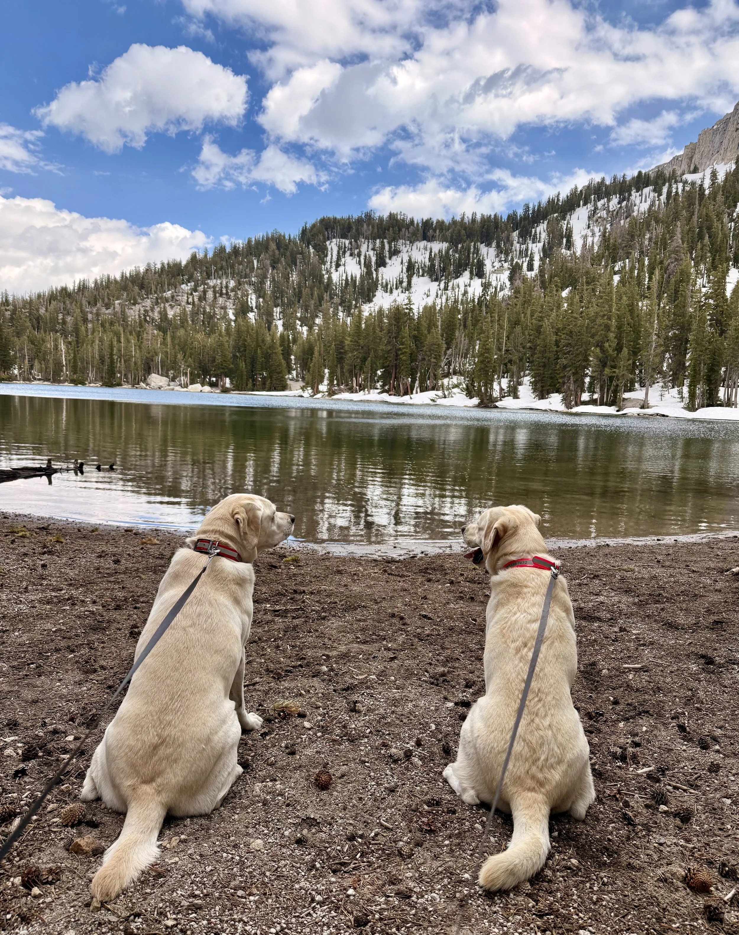 Two yellow Labrador retrievers sitting on a dirt shore by a lake, with pine trees on a snowy hillside and mountains in the background under partly cloudy skies.
