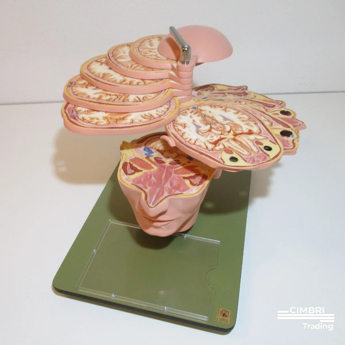 Detailed cross-sectional model of the human brain showing various regions, placed on a display stand.