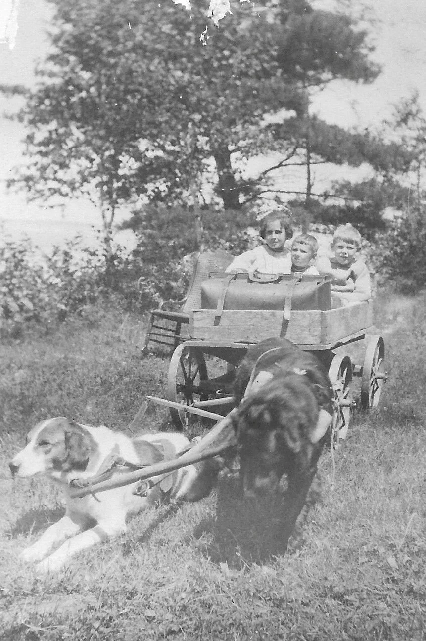 Dog cart bringing kids to school